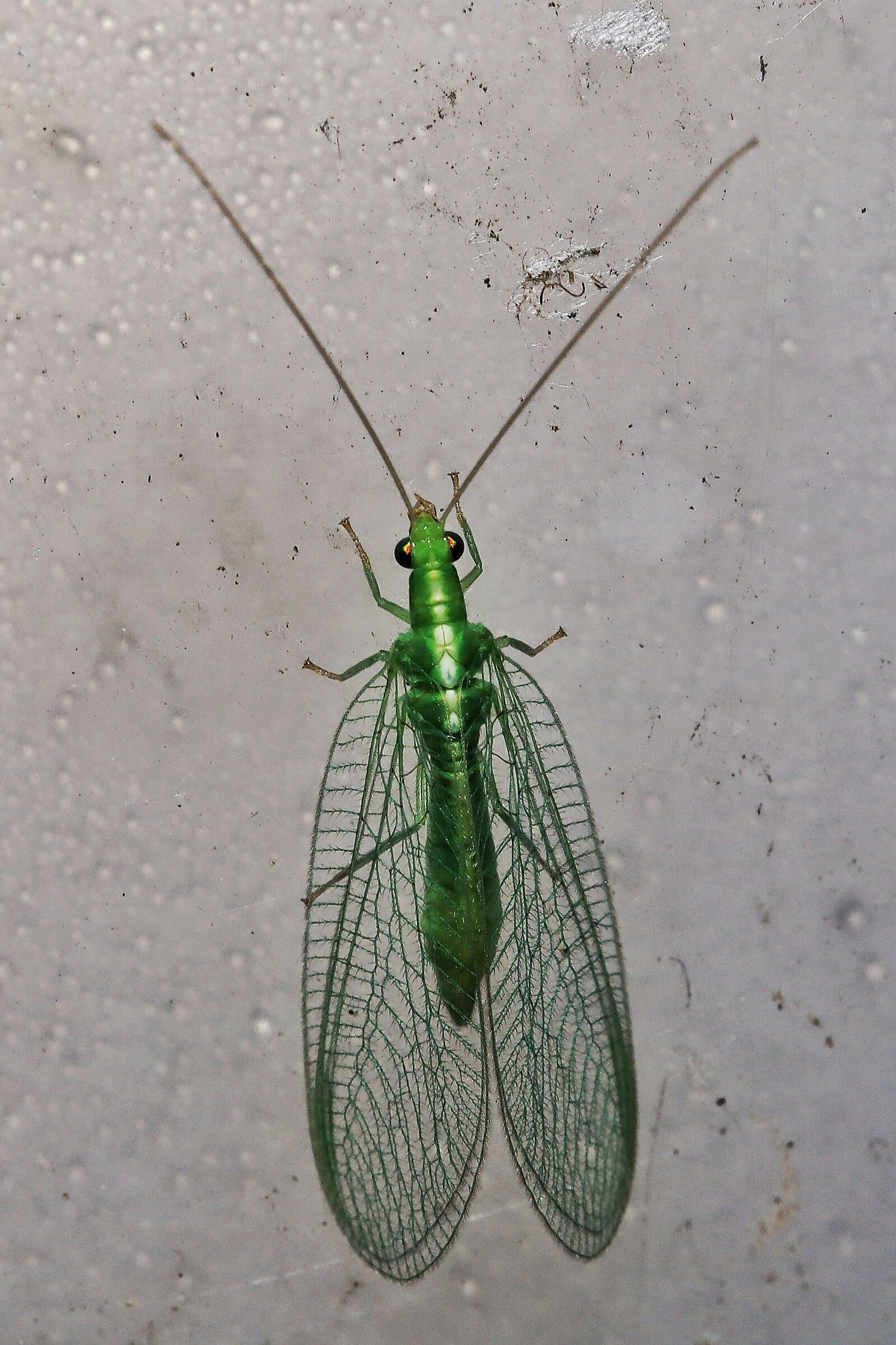 Chrysoperla carnea