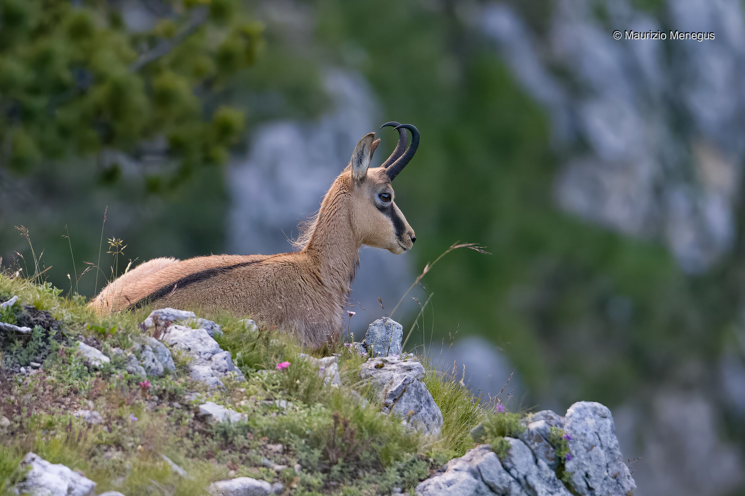 Camoscio maschio a luglio