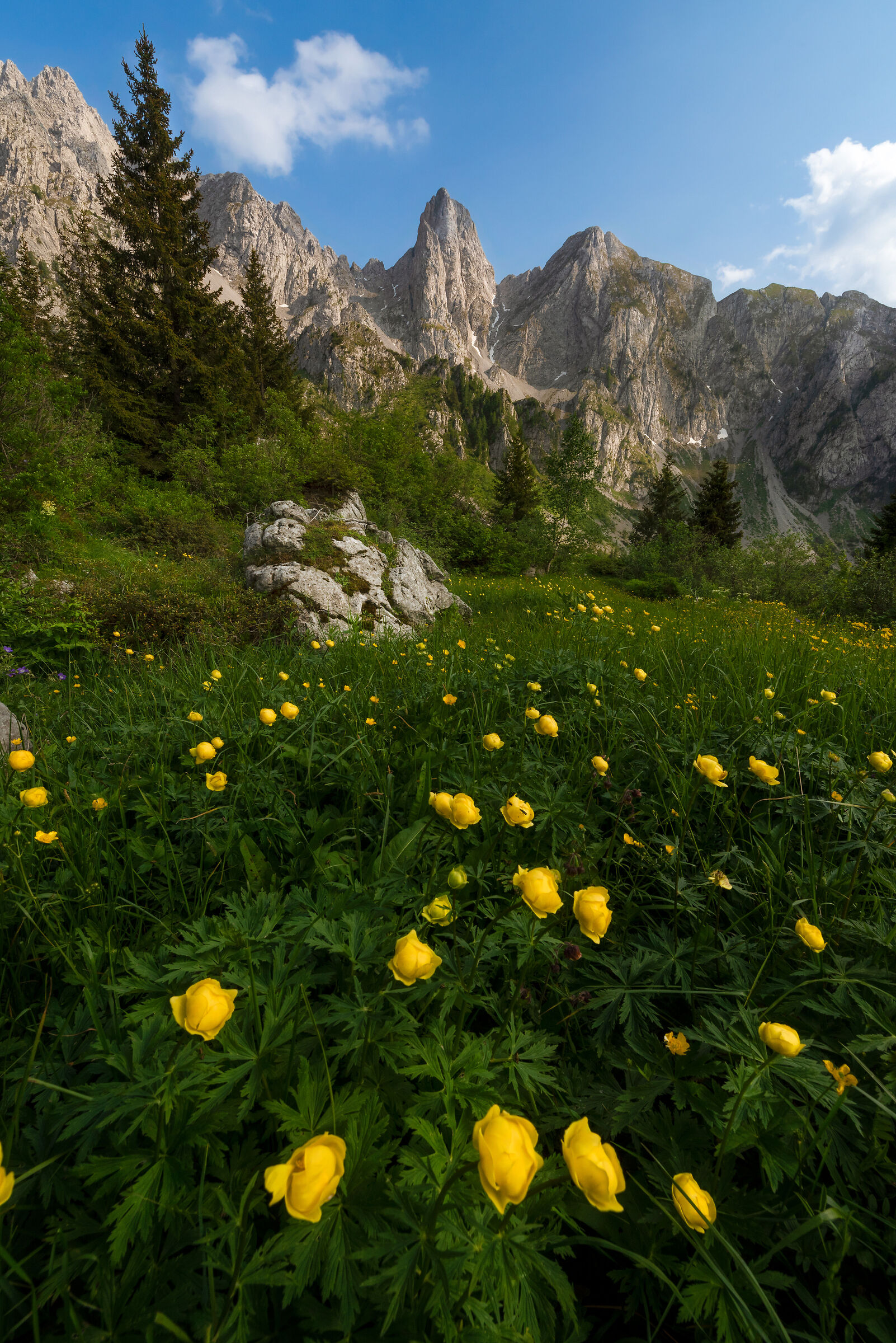 Botton D'oro sotto il Cimon Della Bagozza