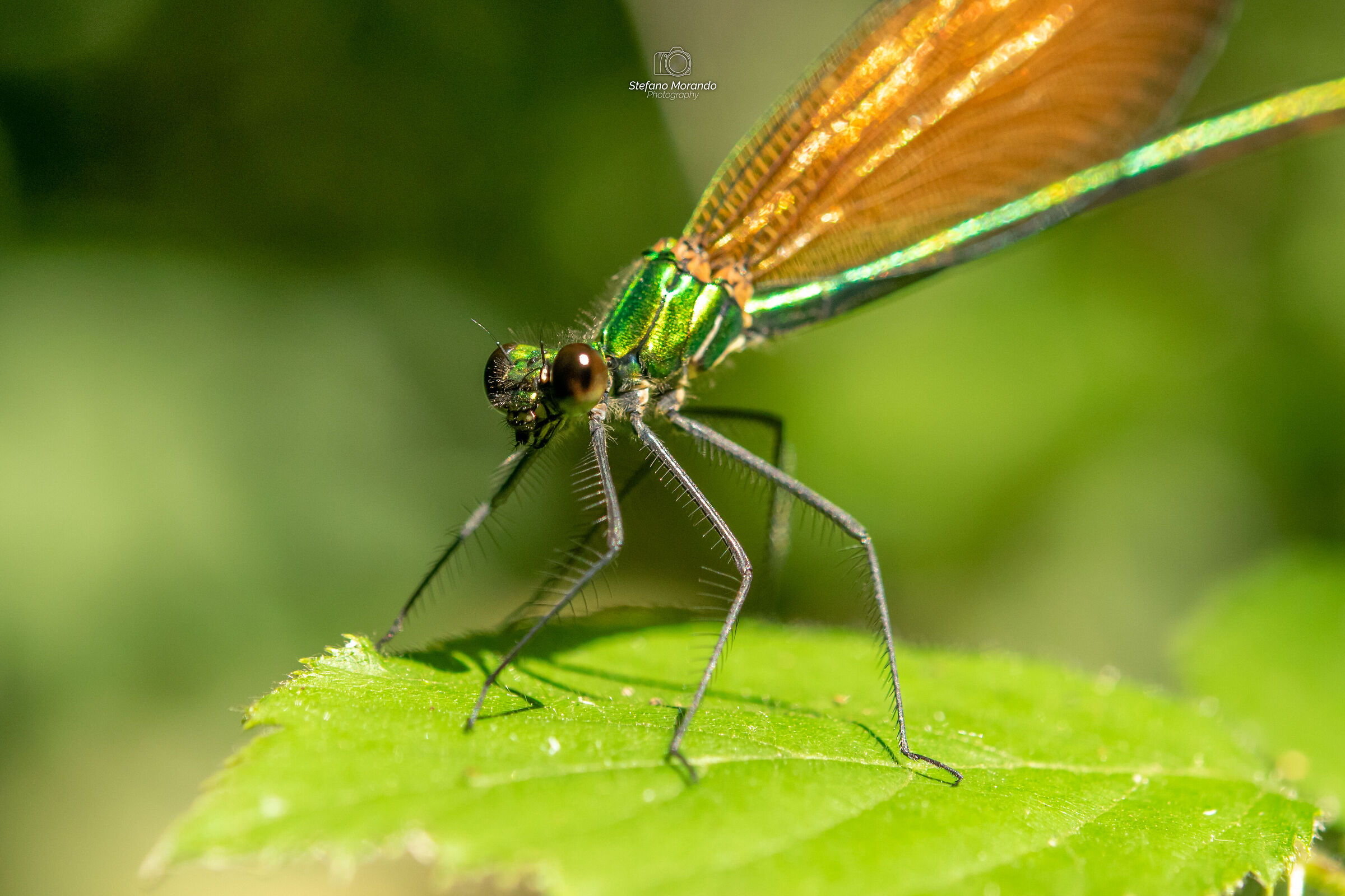Damsel on leaf