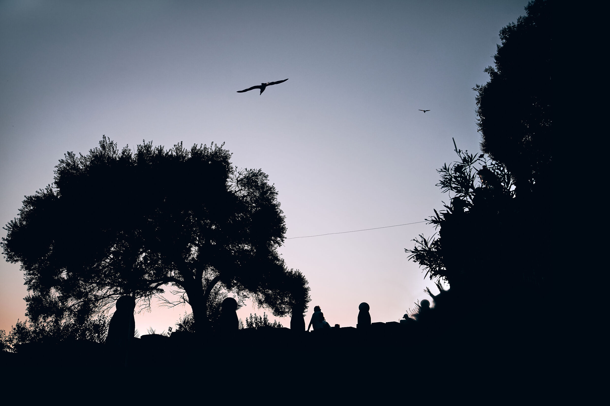 Seagulls in Agropoli