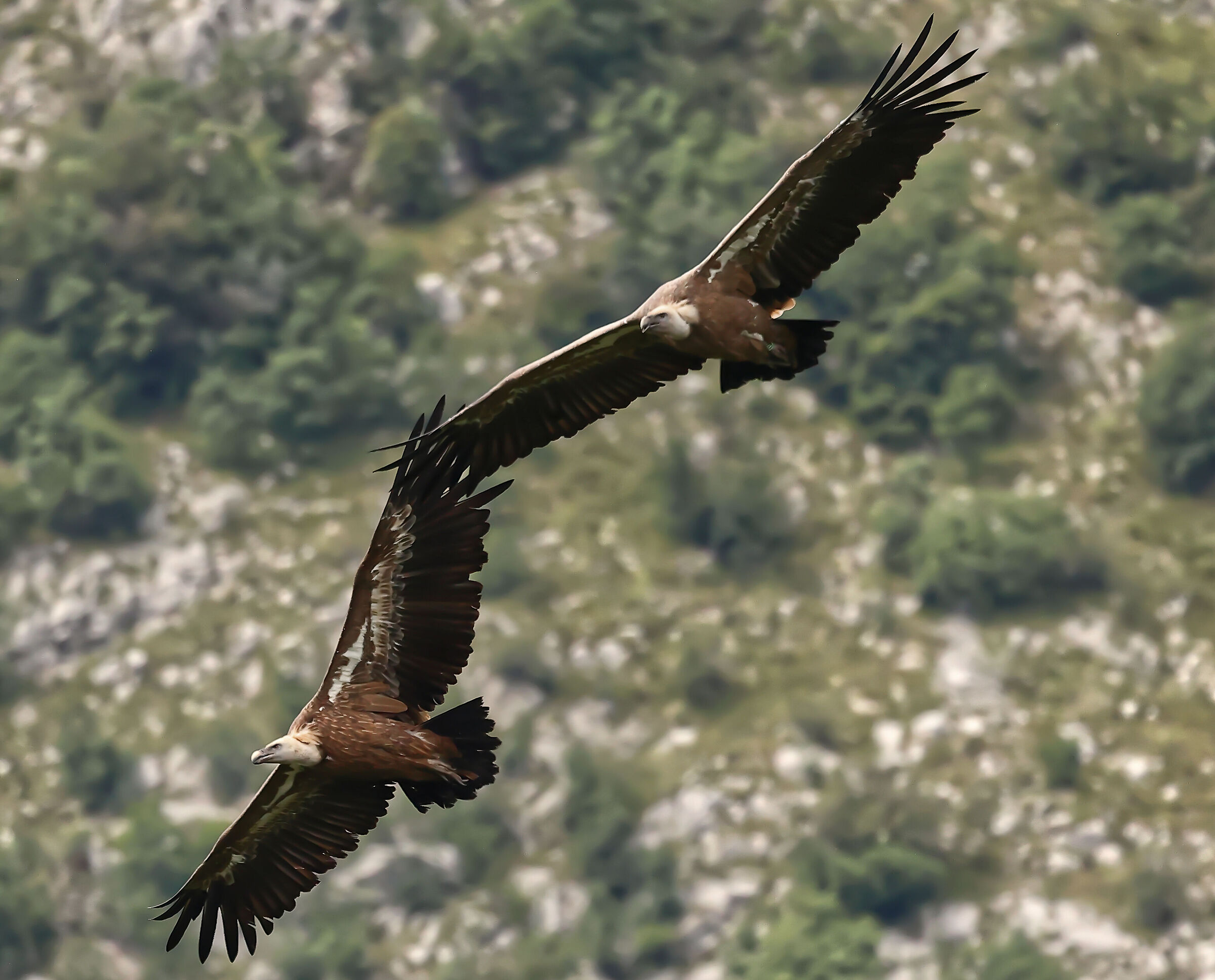 I grifoni del "Cornino".