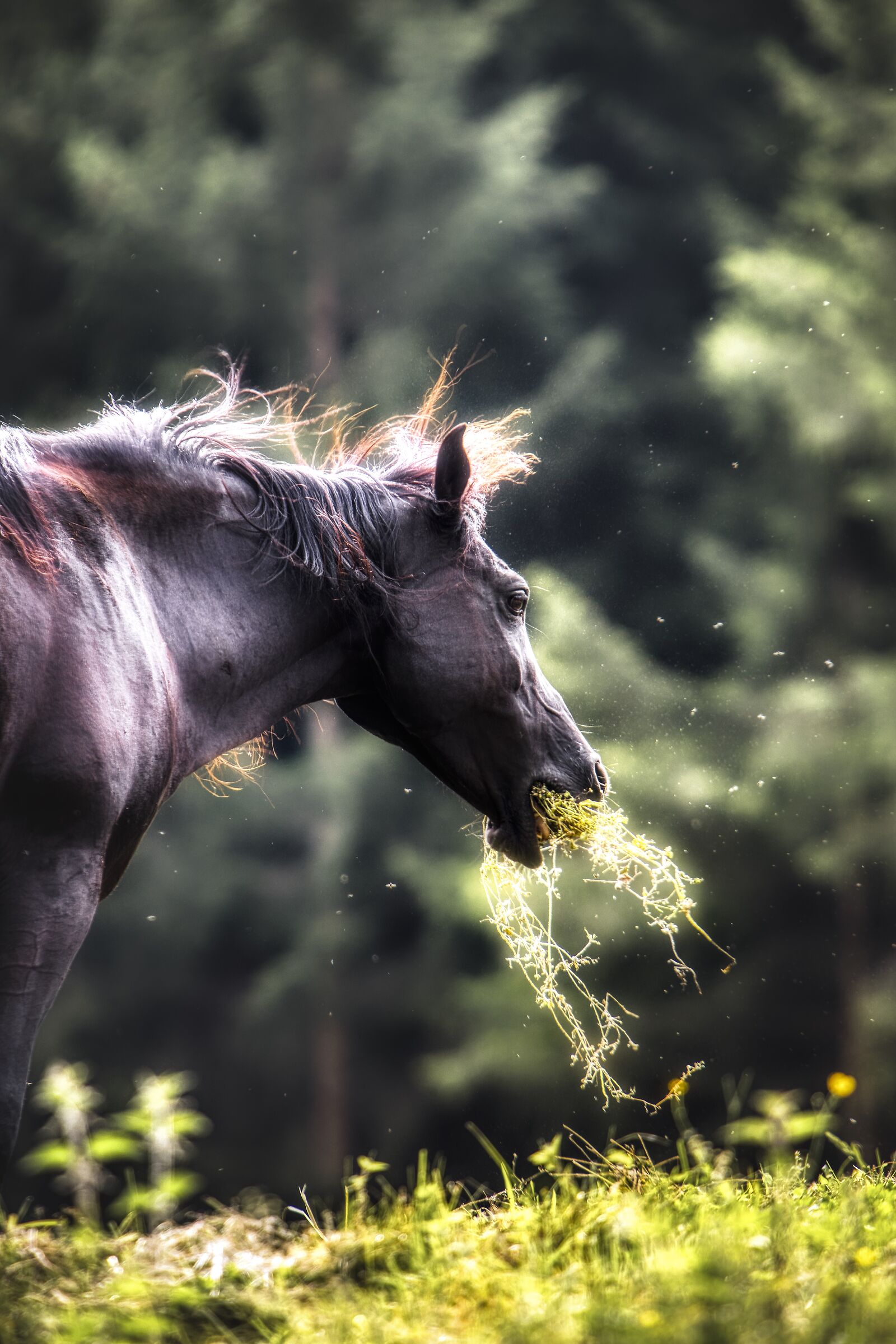 La colazione del cavallo