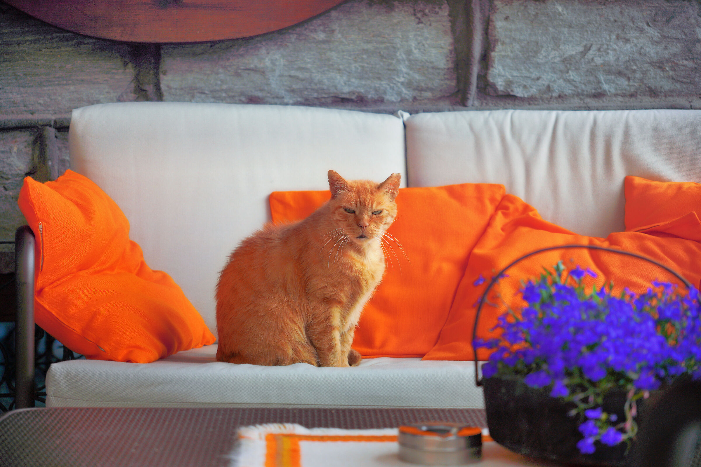 Amateur photographer victim of the cat