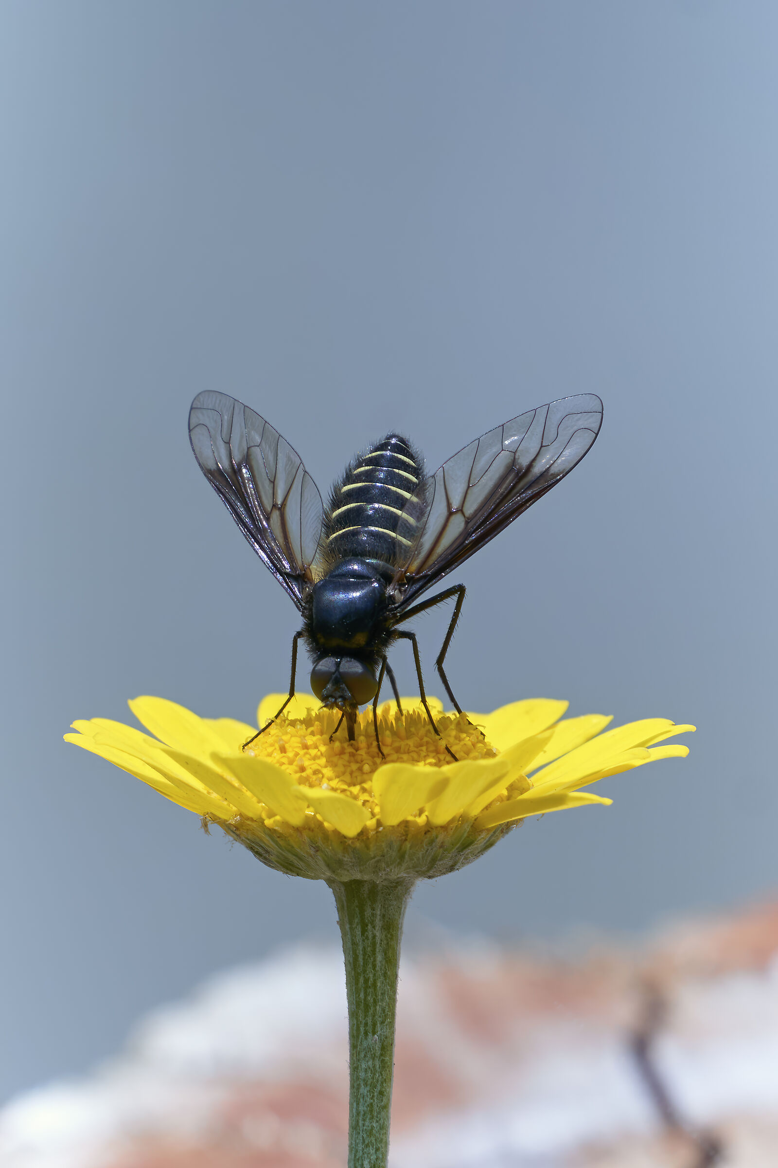 Lomatia belzebul su camomilla dei tintori