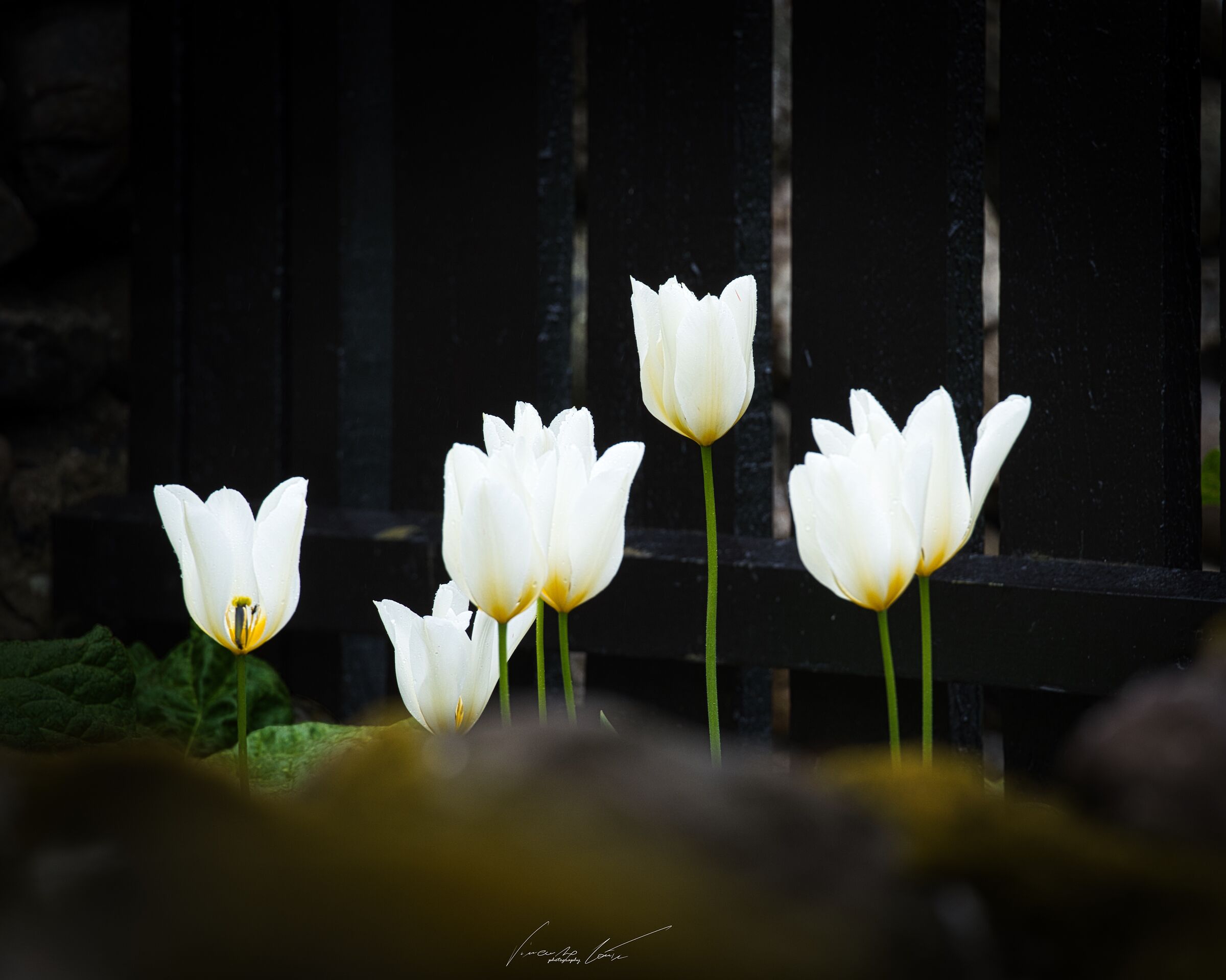 Faroese tulips