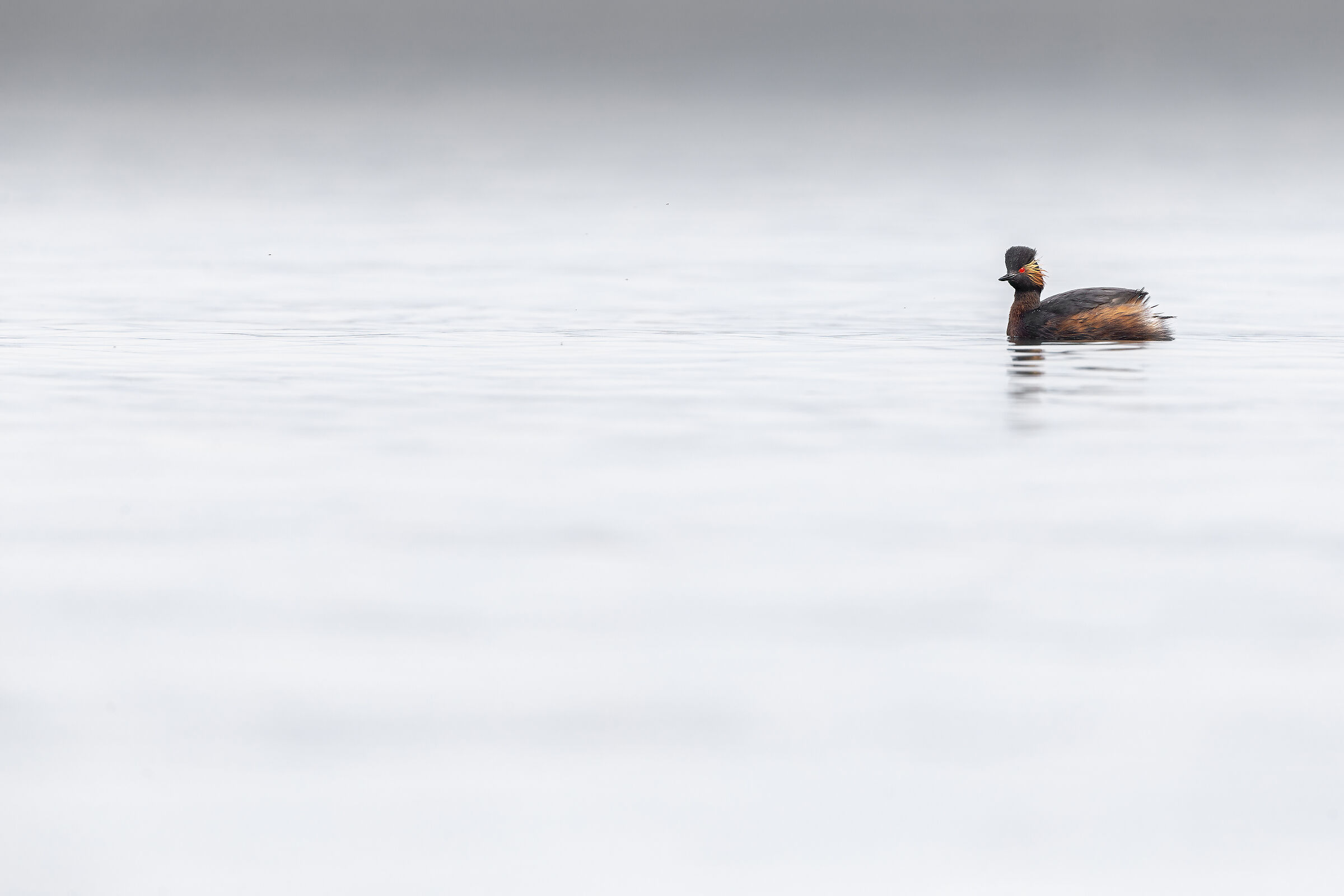 Black-necked grebe