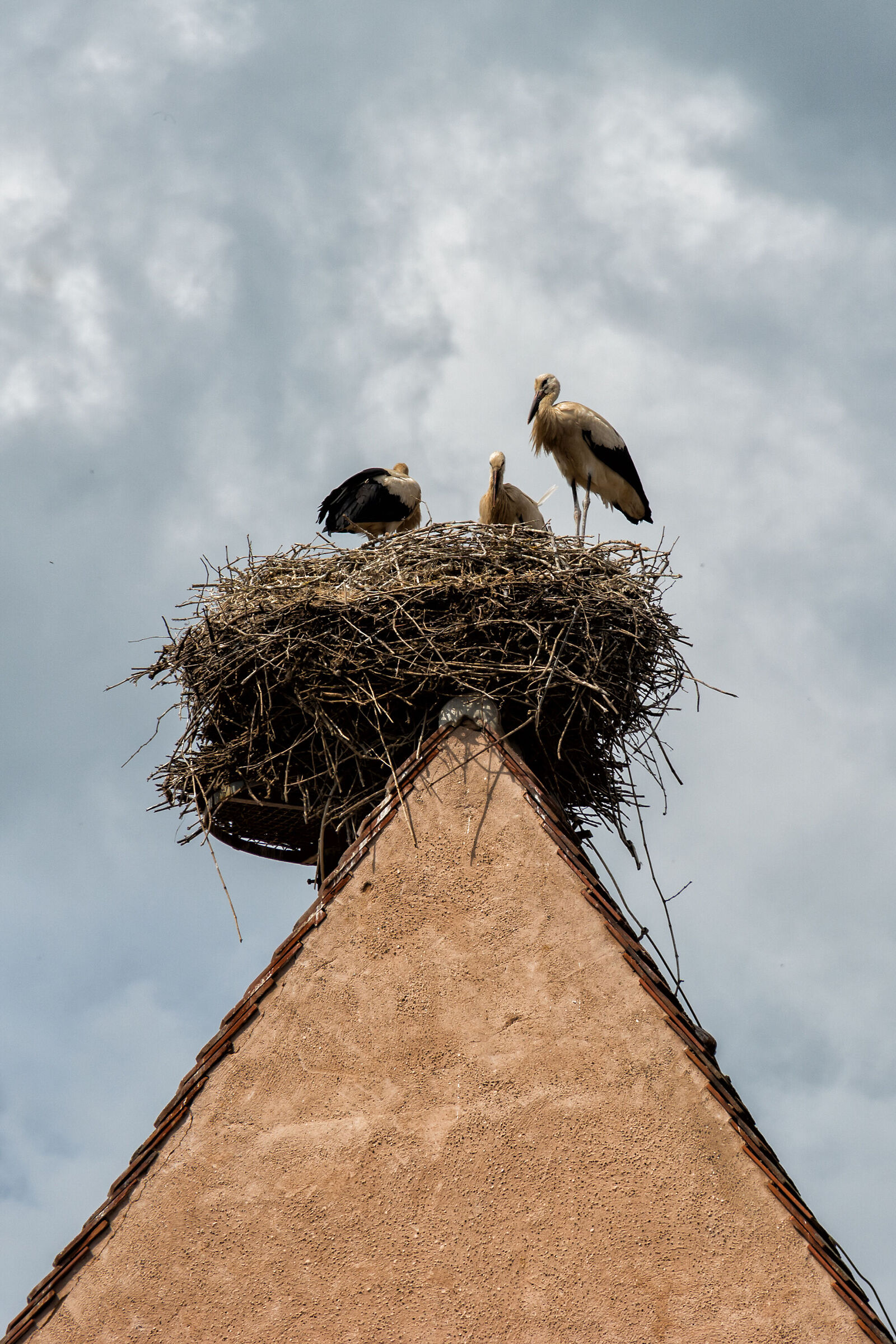 Il paese delle cicogne
