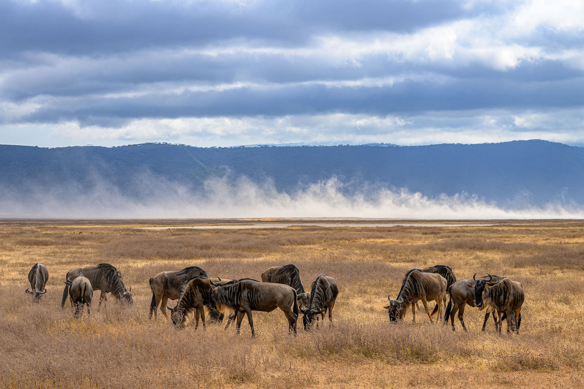 Gli gnu nel cratere di ngorongoro