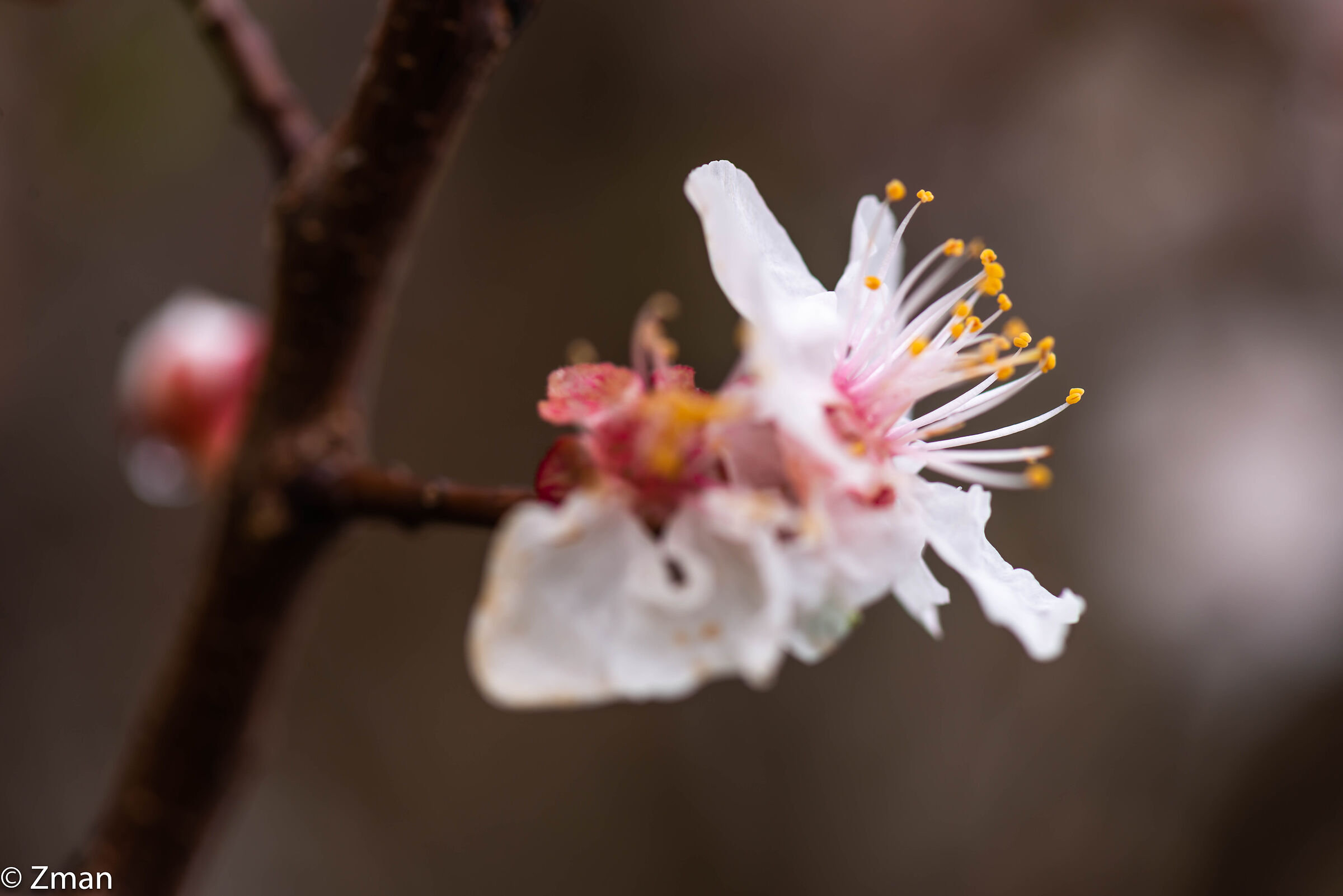 Apricot Blooms