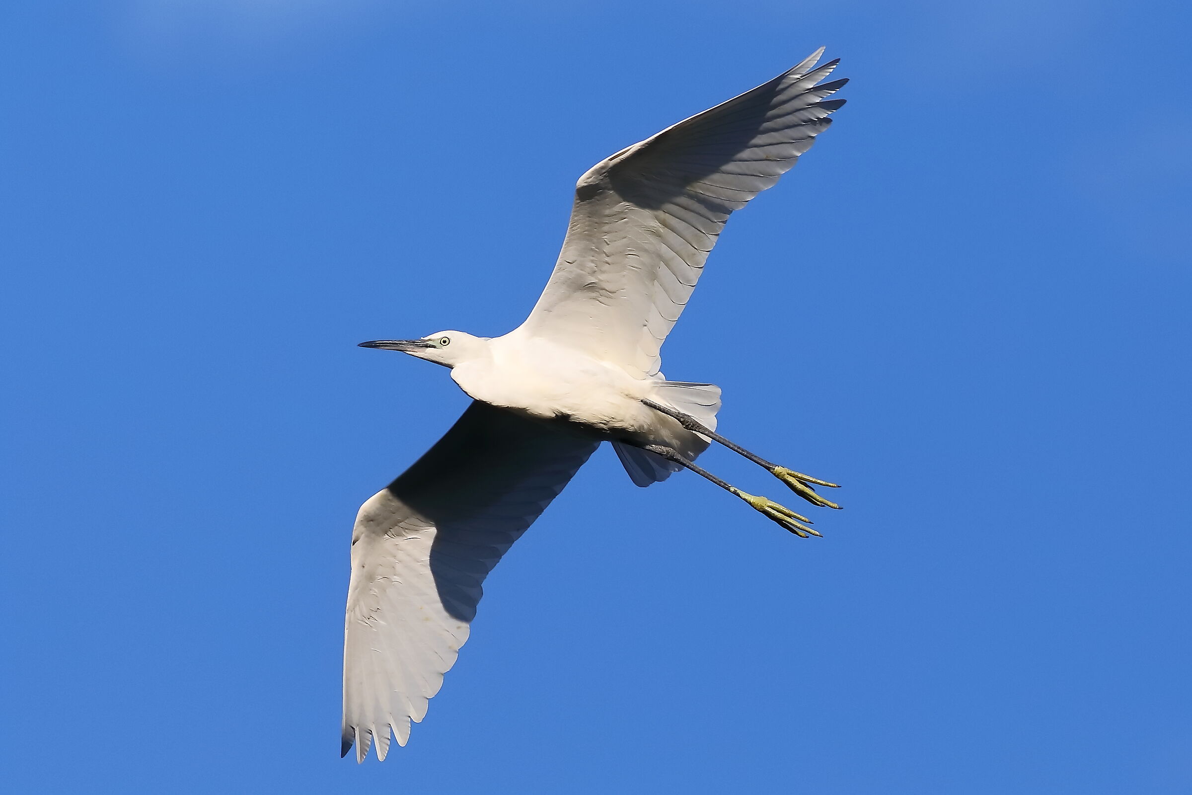 Garzetta agosto 2023