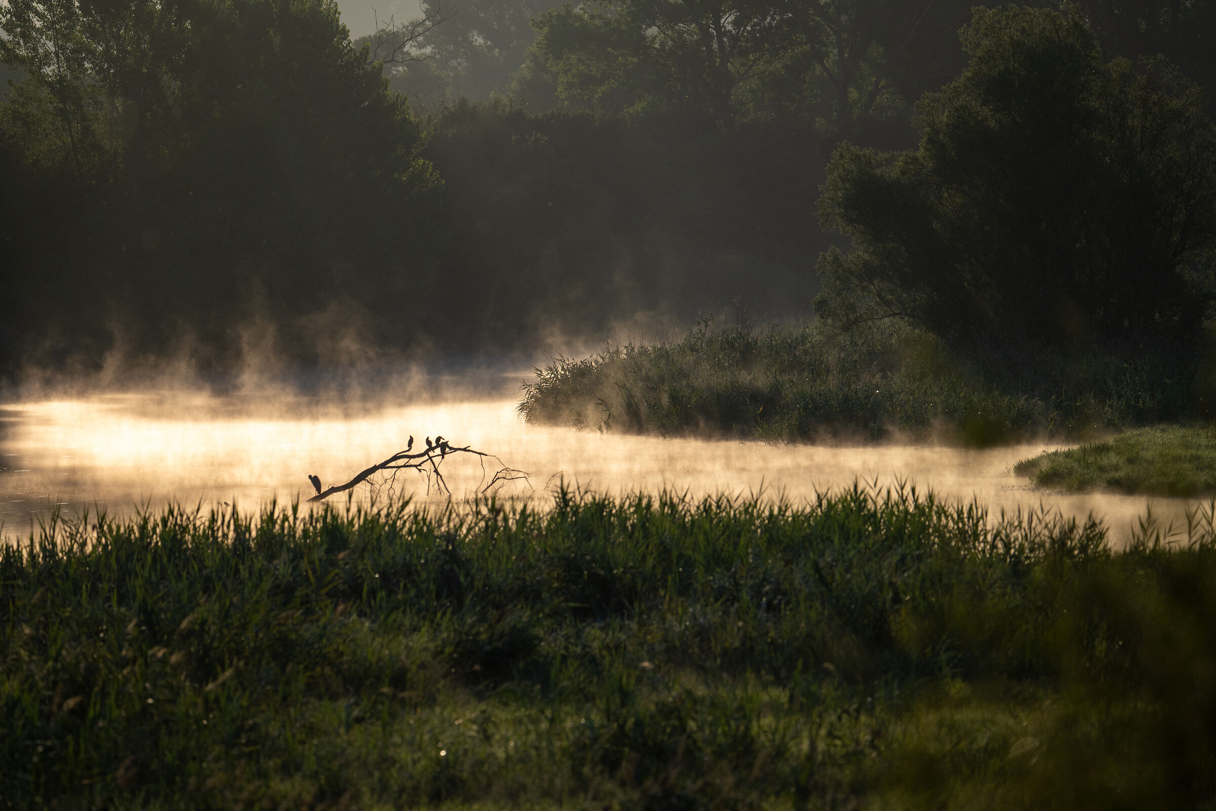 sunrise at the reserve of Ponte a Buriano