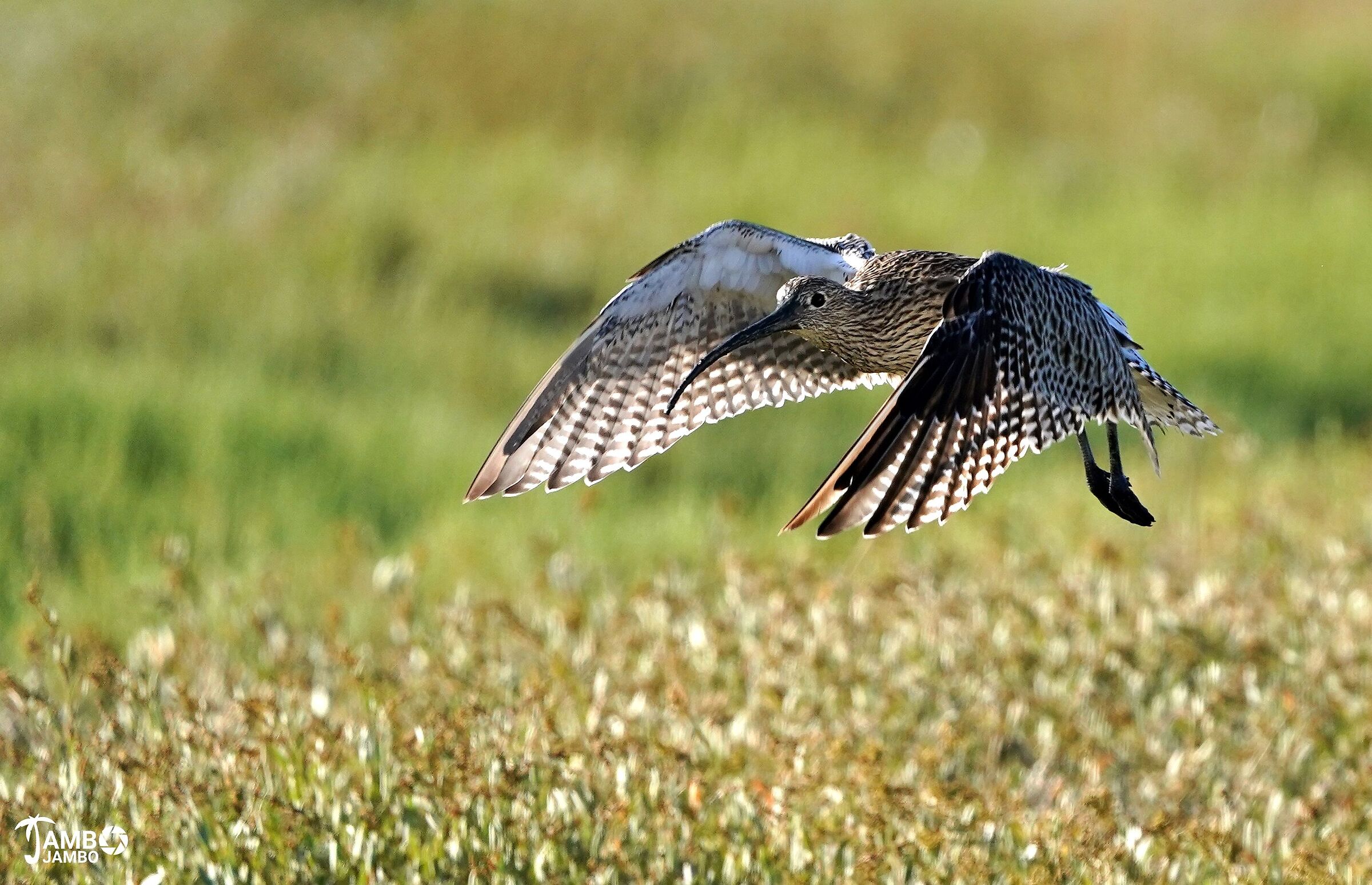 The flight of the curlew