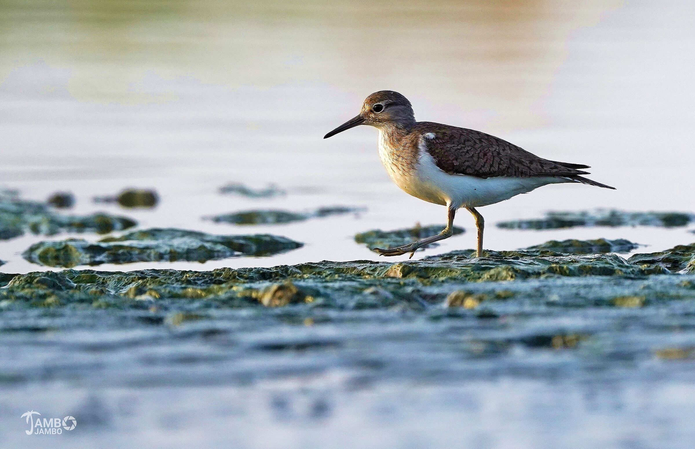 Sandpiper