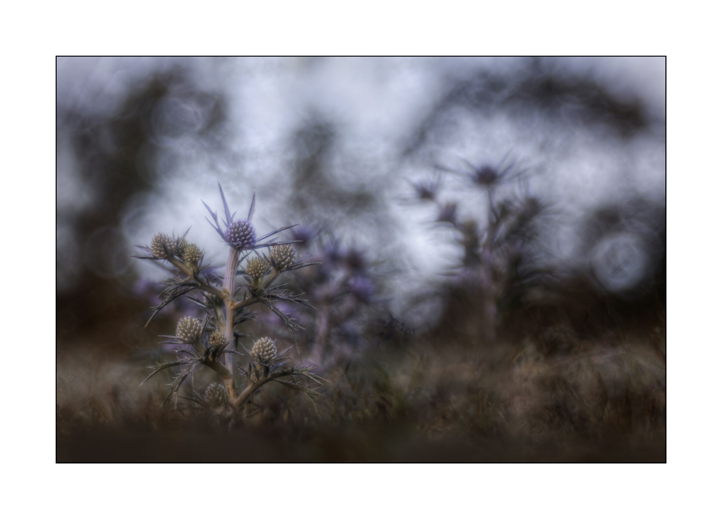eryngium in 3 D