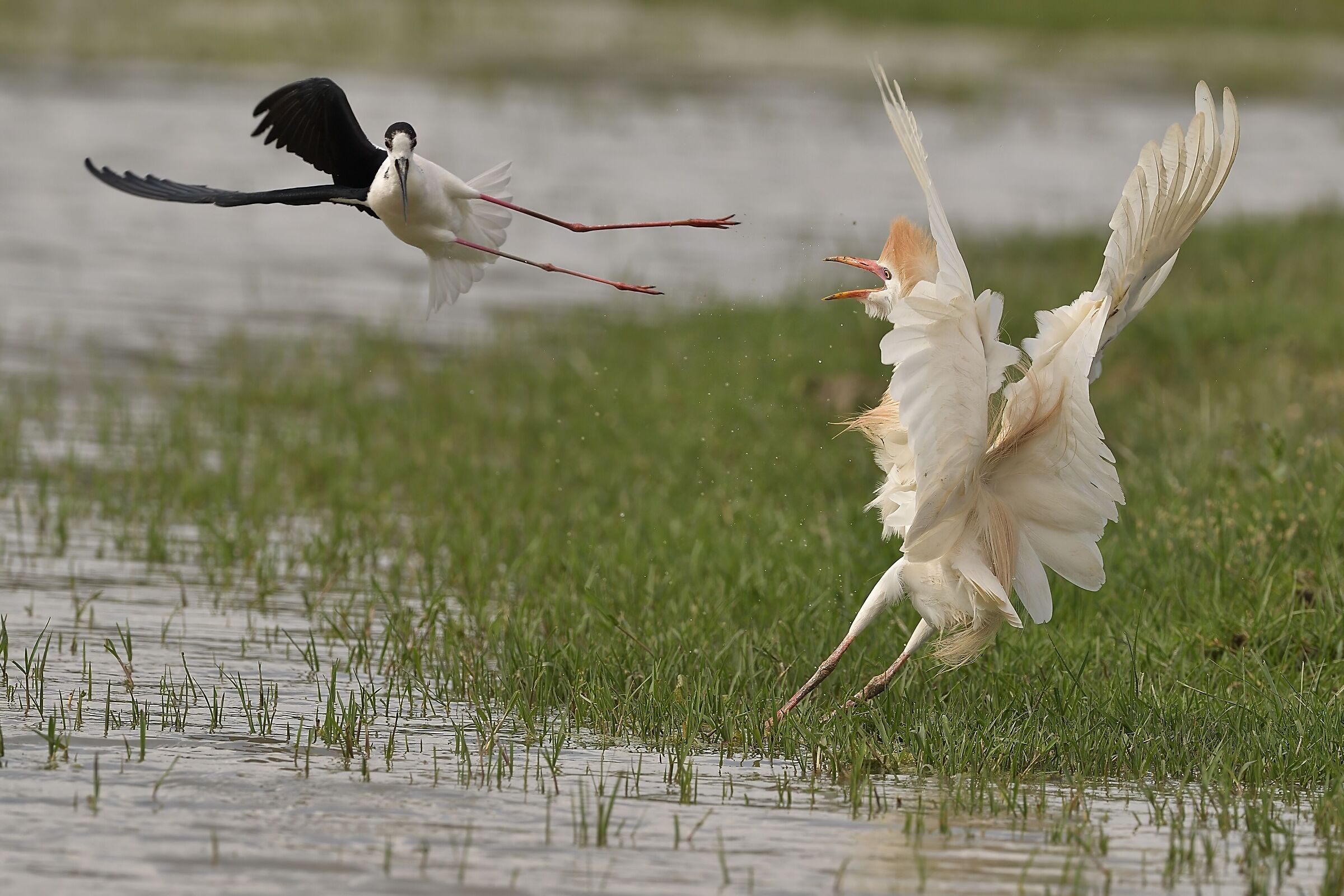 attacco al nido del cavaliere