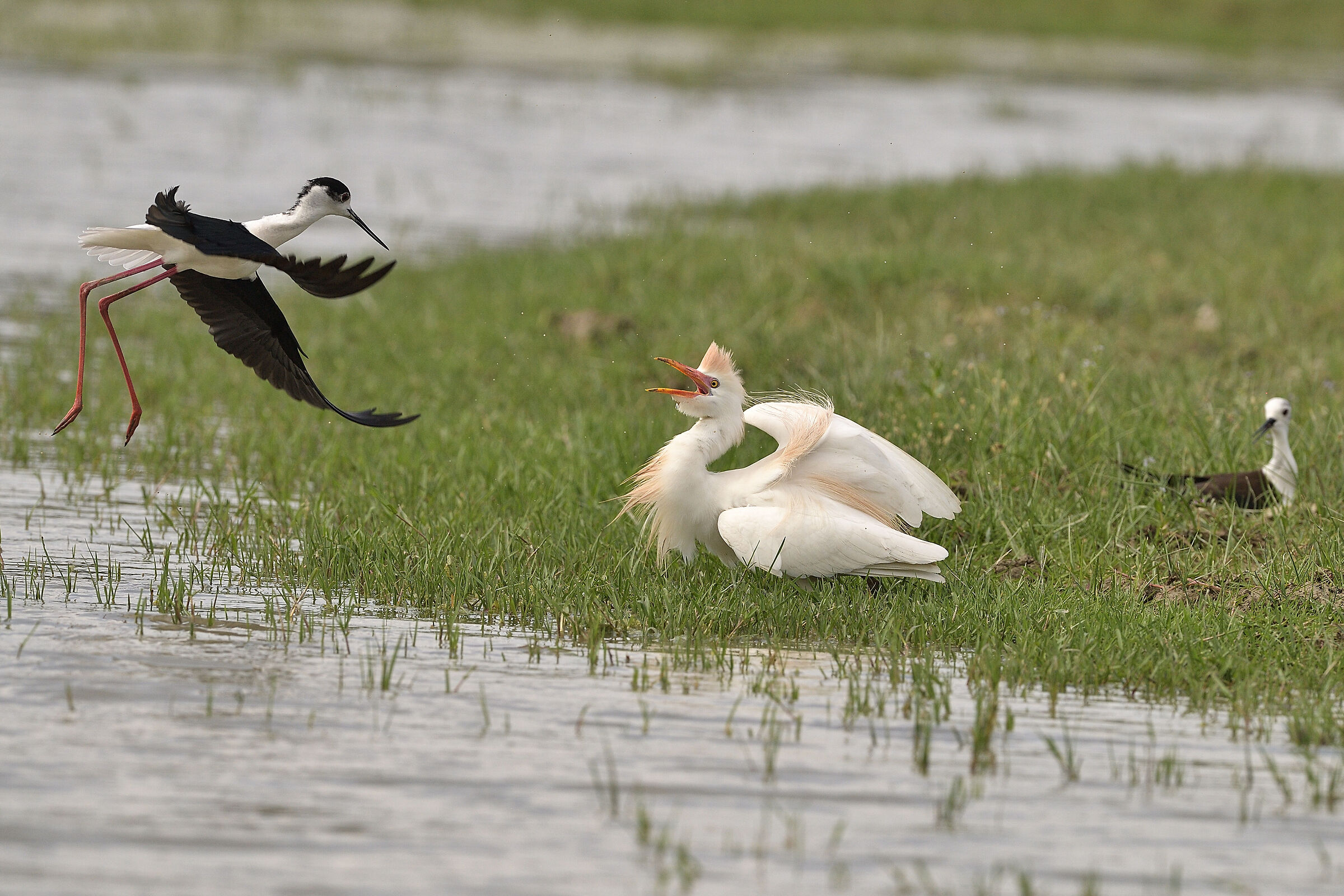 attacco al nido del cavaliere