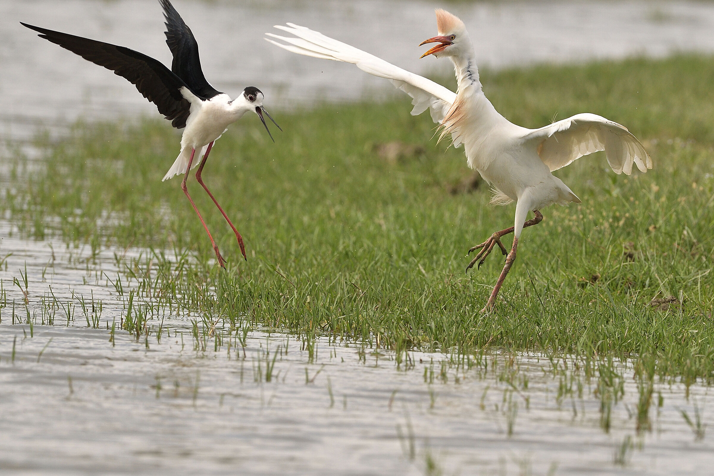 attacco al nido del cavaliere