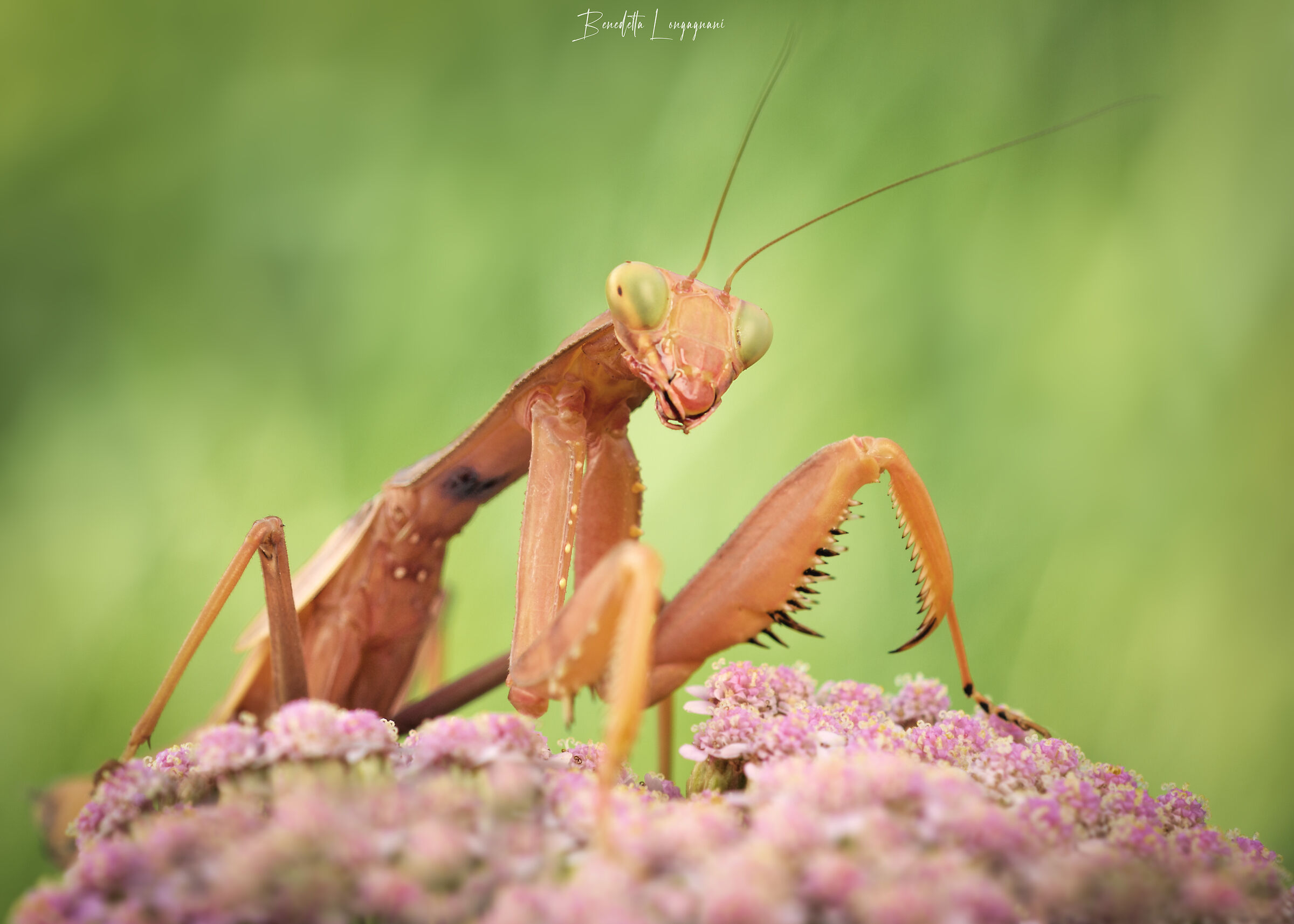 Mantis