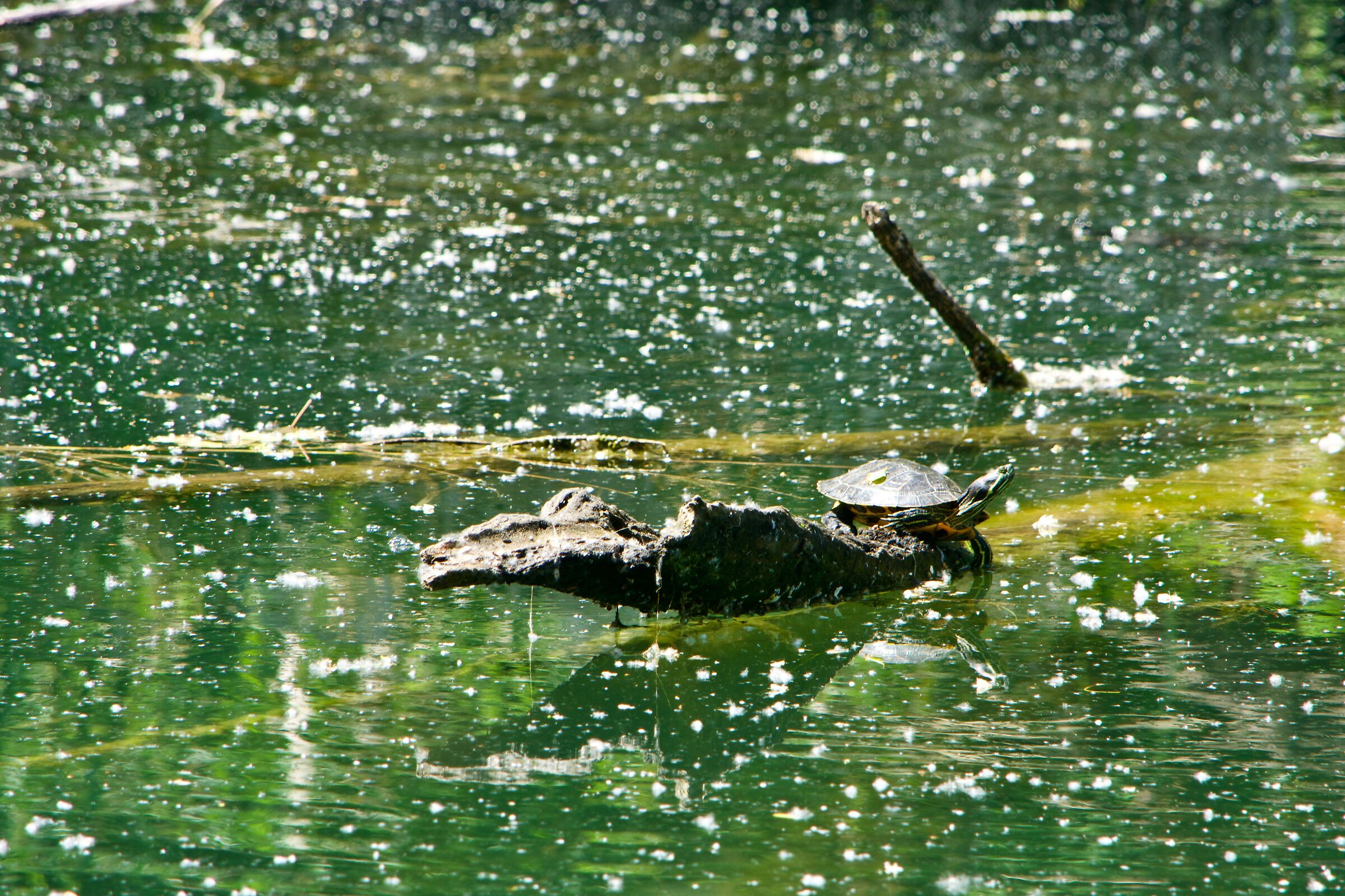 The May Turtle