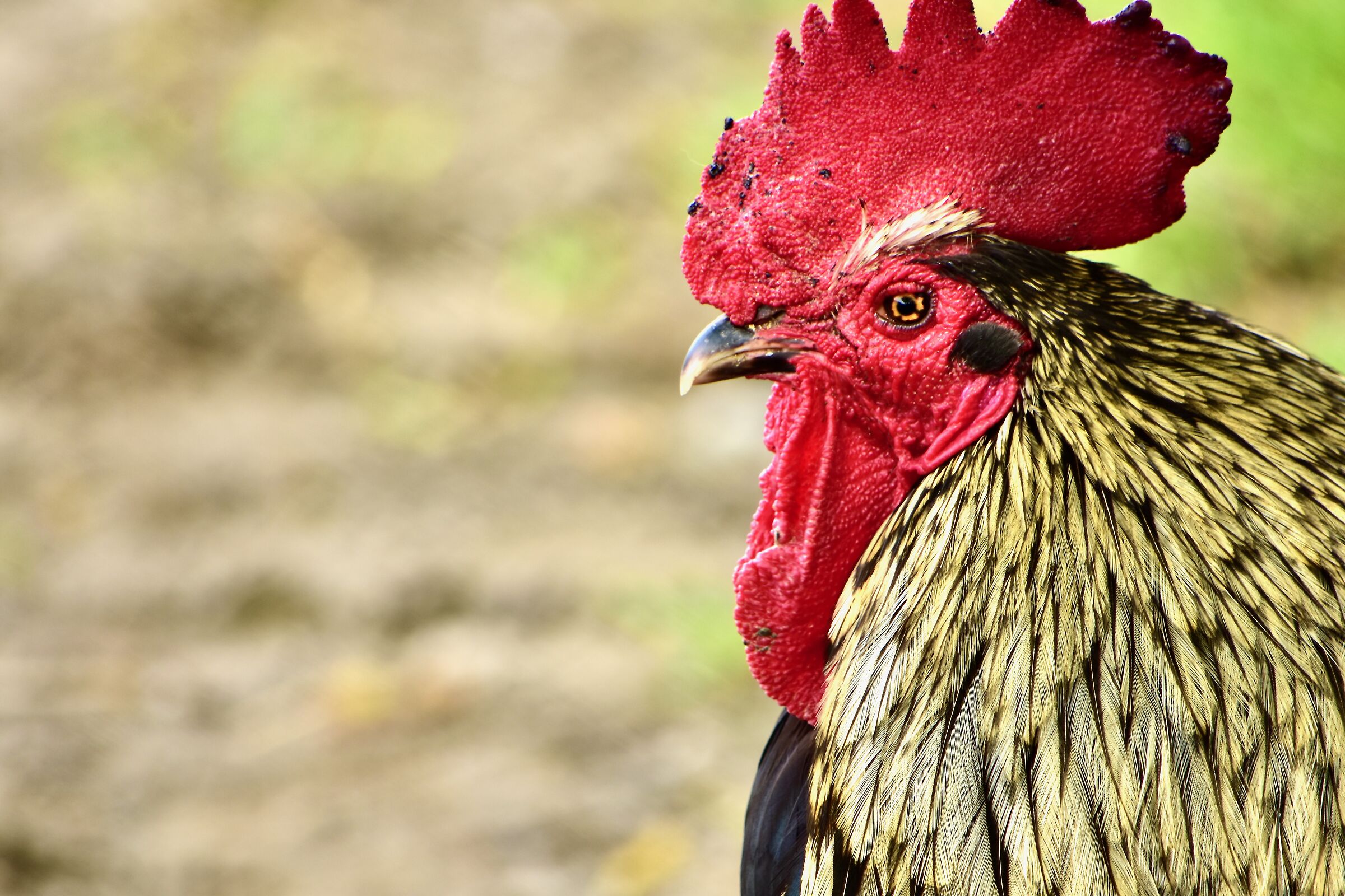 The Rooster of the Chicken Coop
