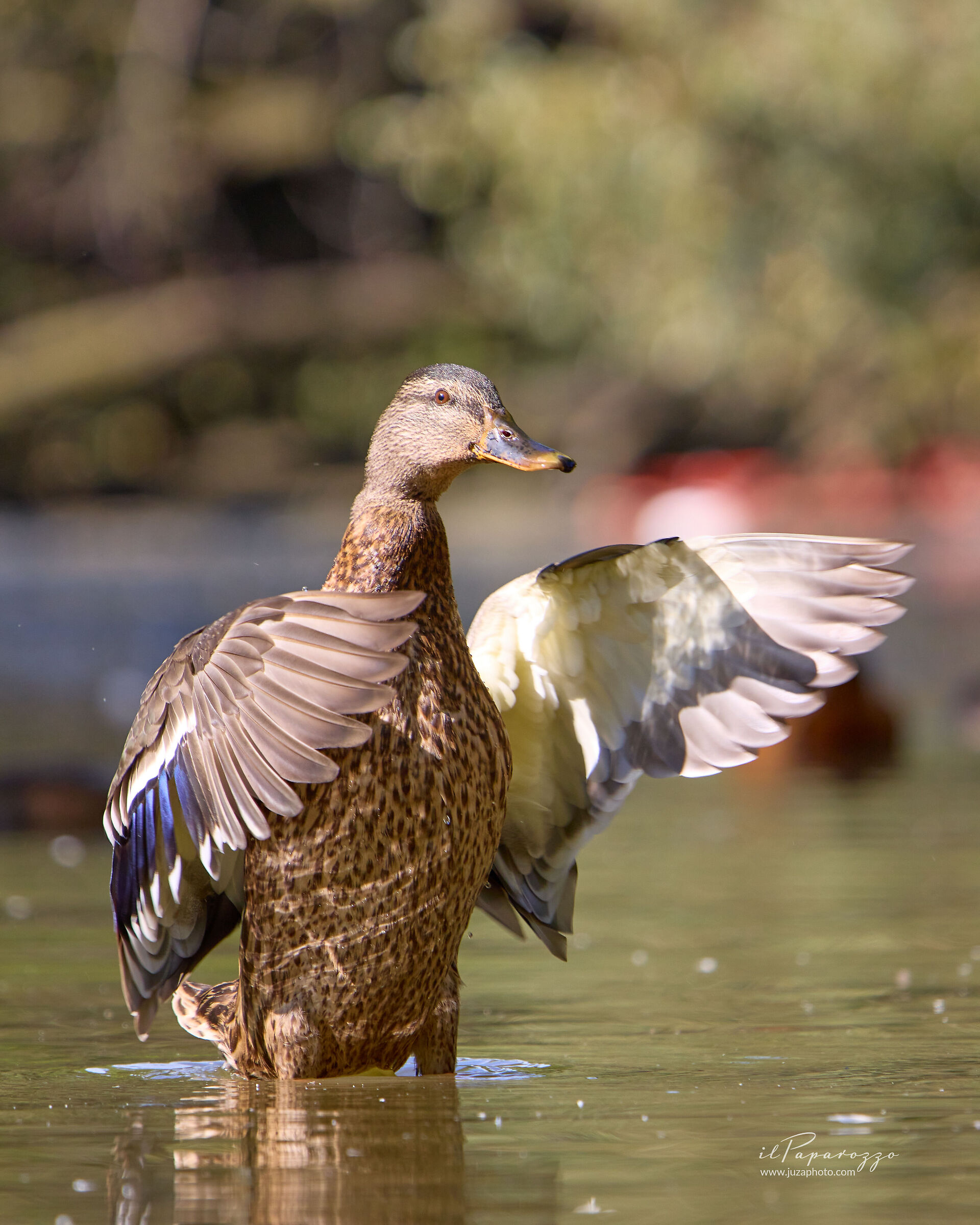 Germano Reale Femmina