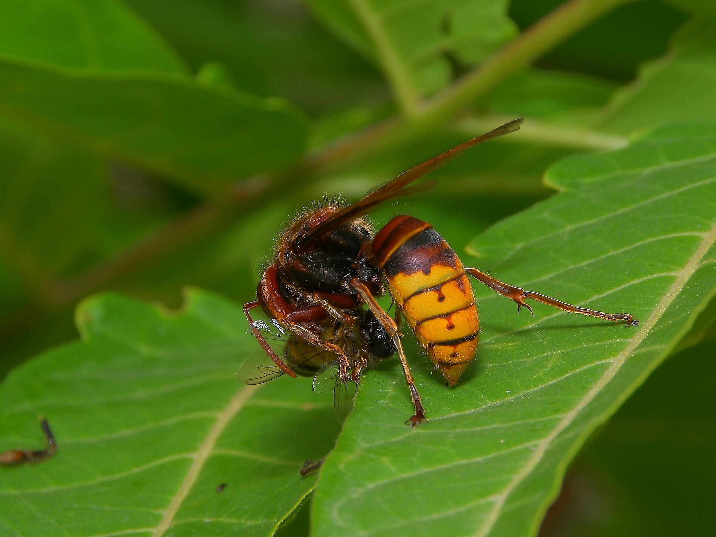 scatto di fortuna con 18-200 macro