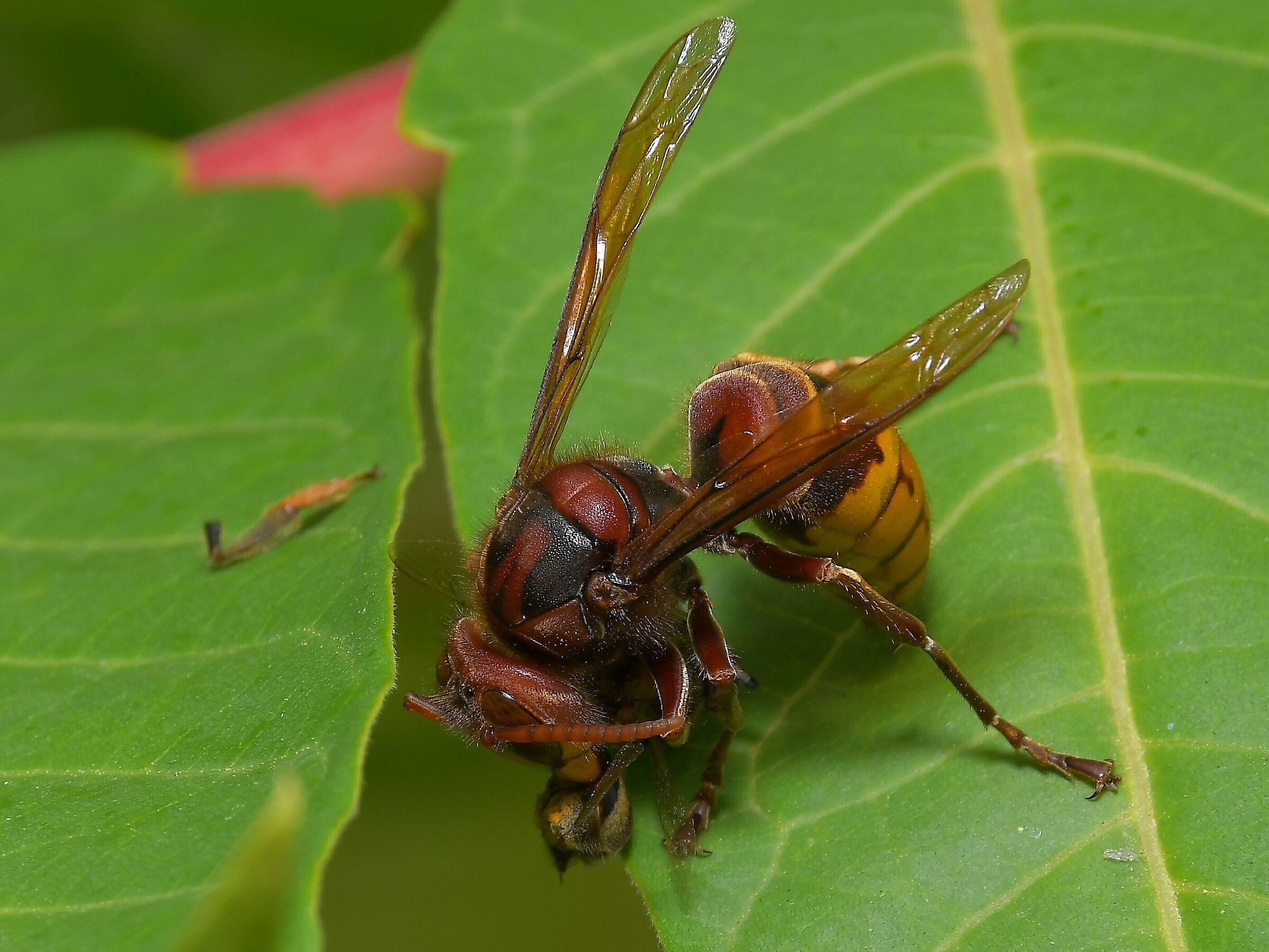 scatto di fortuna con 18-200 macro