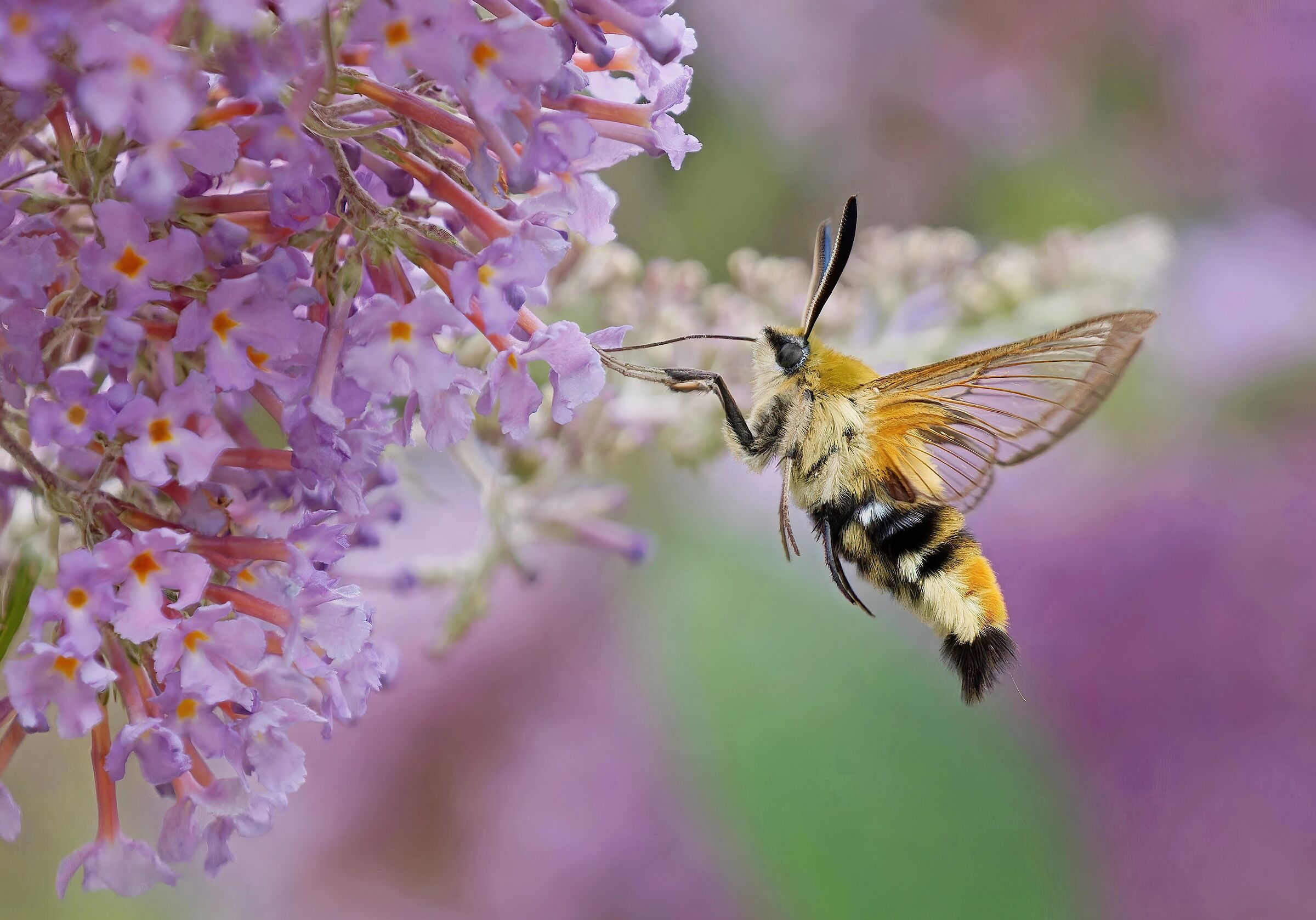 Hemaris tytius