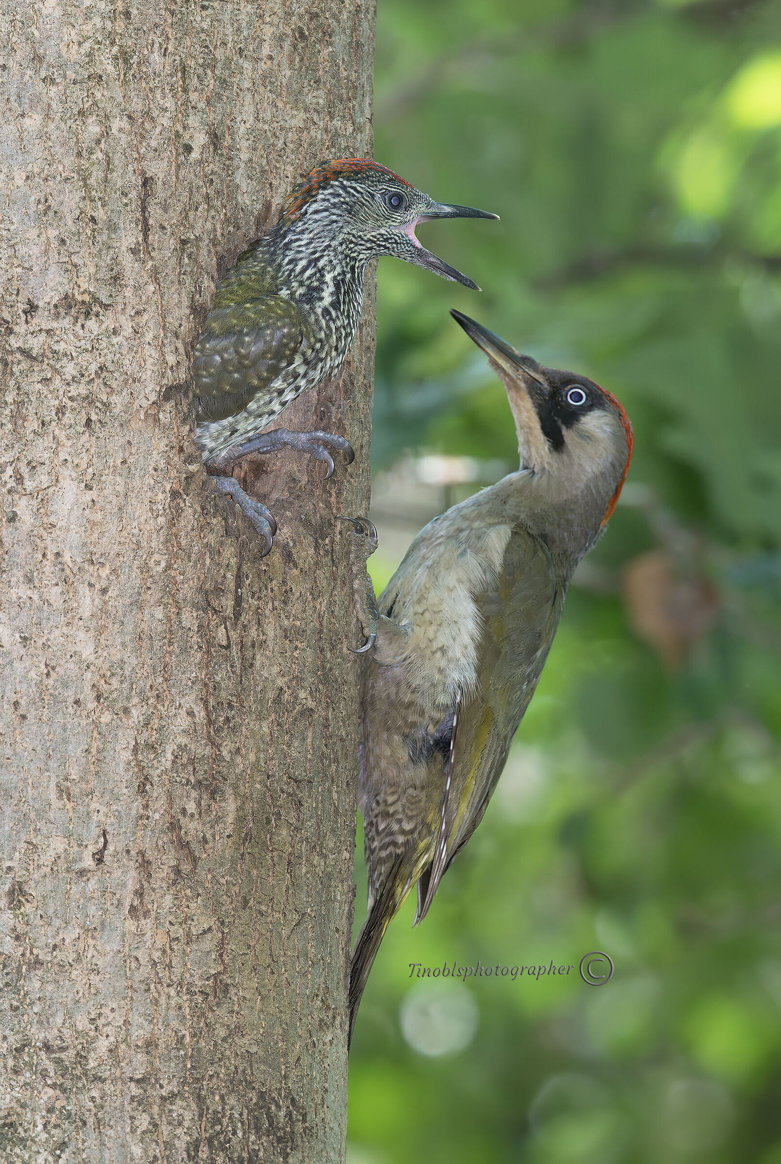 Green woodpecker (Picus viridis)