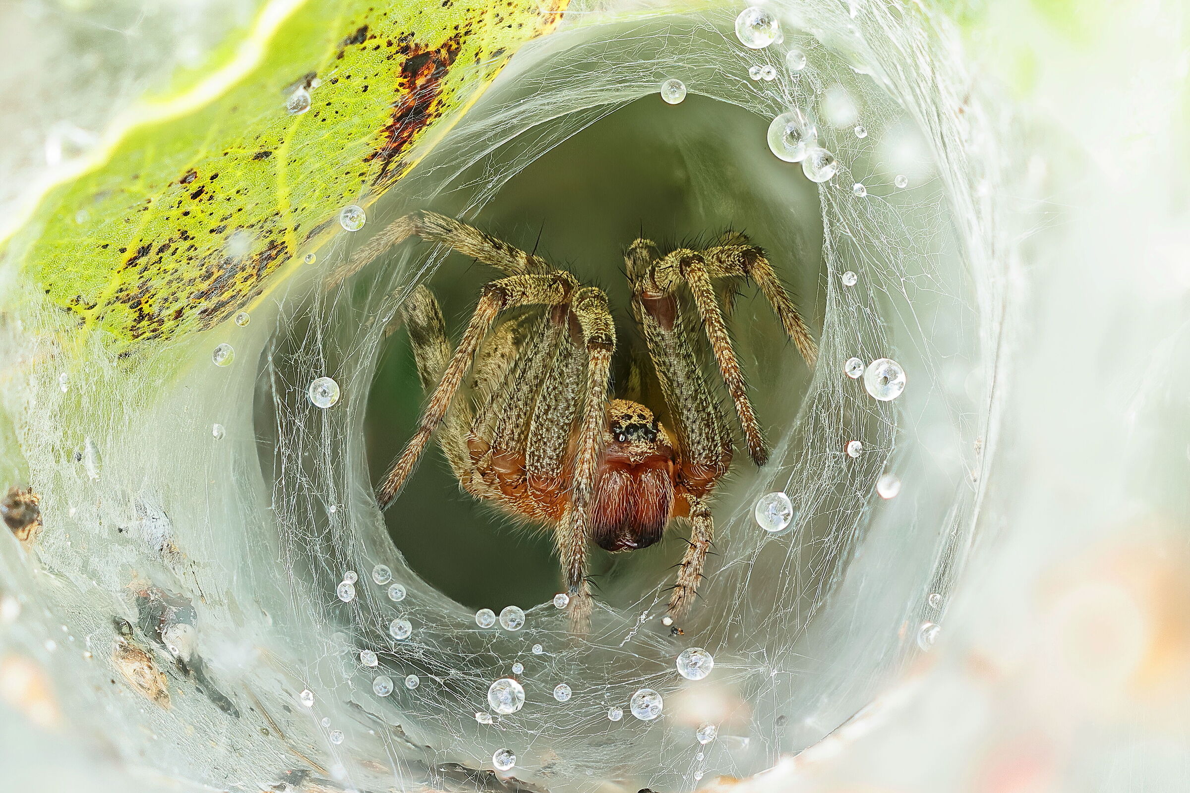 It should be Agelena labyrinthica