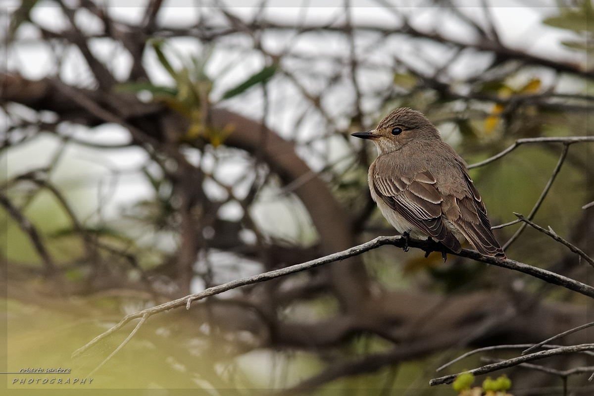 Flycatcher