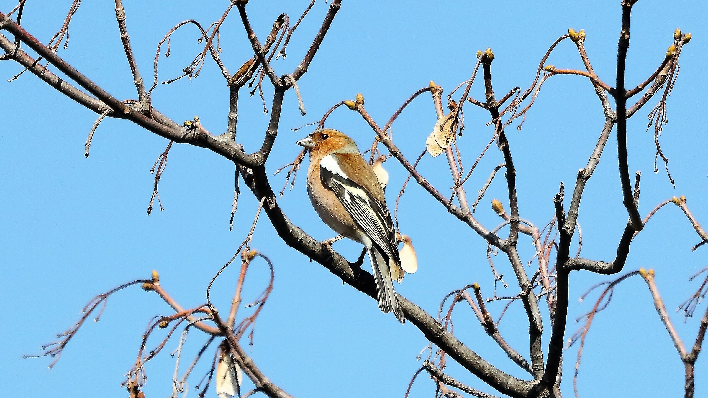 Fringuello 09 marzo 2023