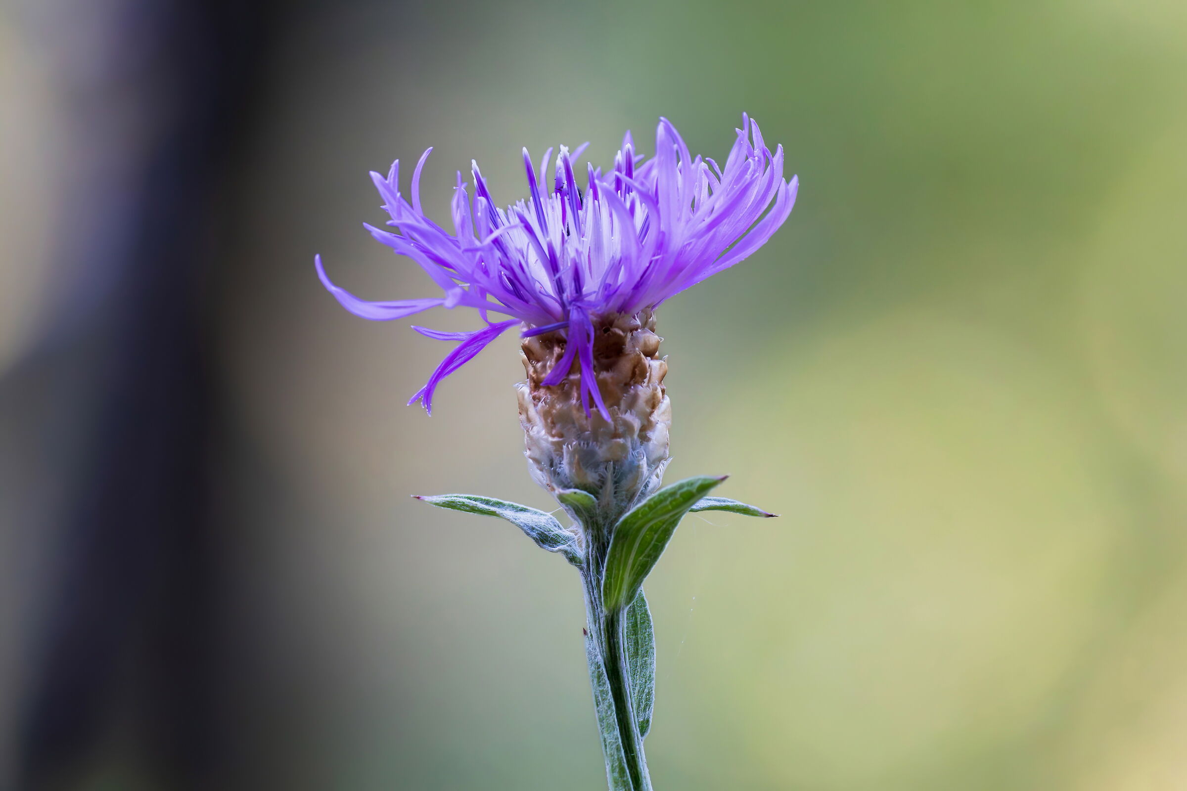 Centaurea sp.