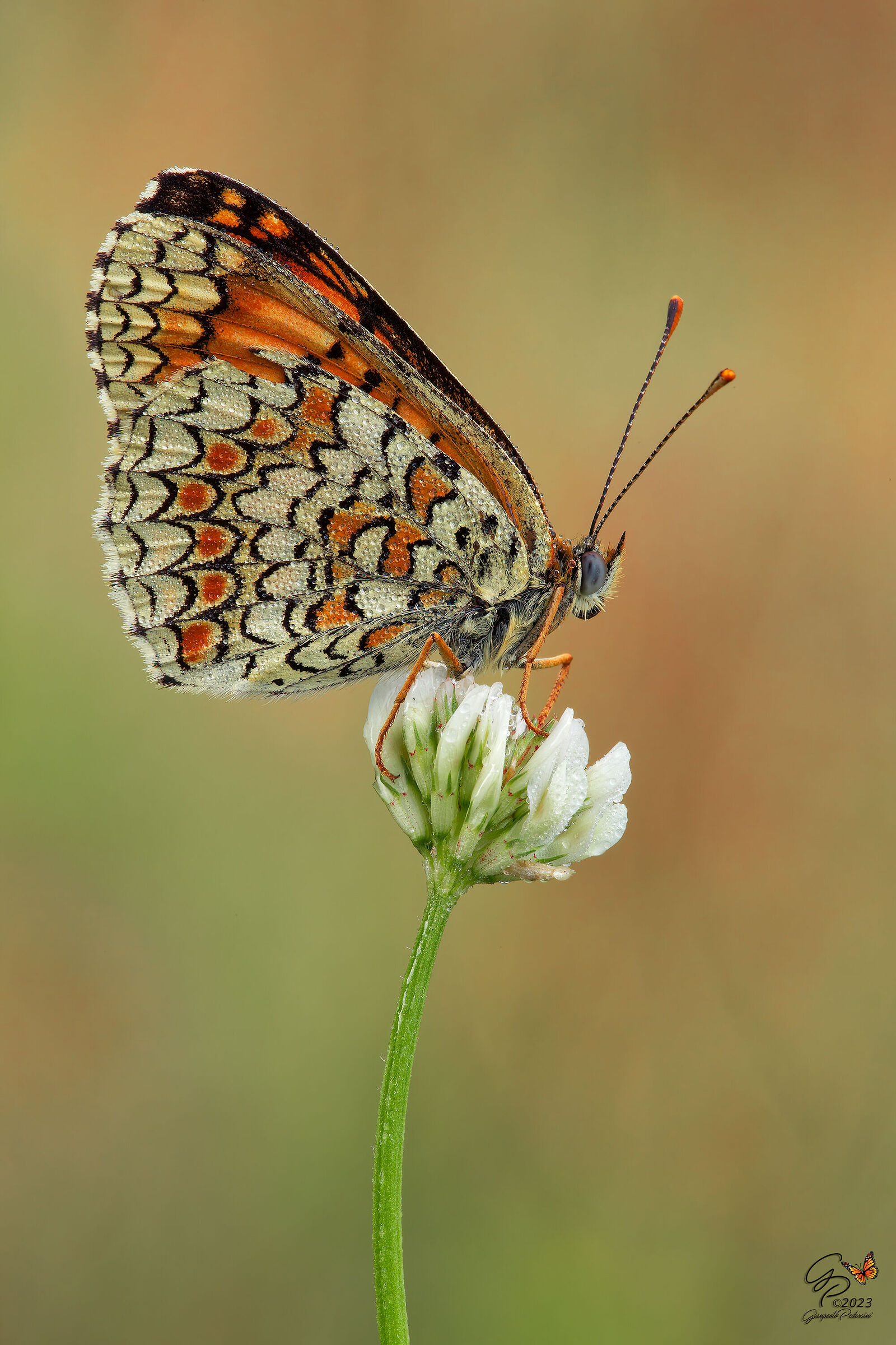 Melitaea phoebe