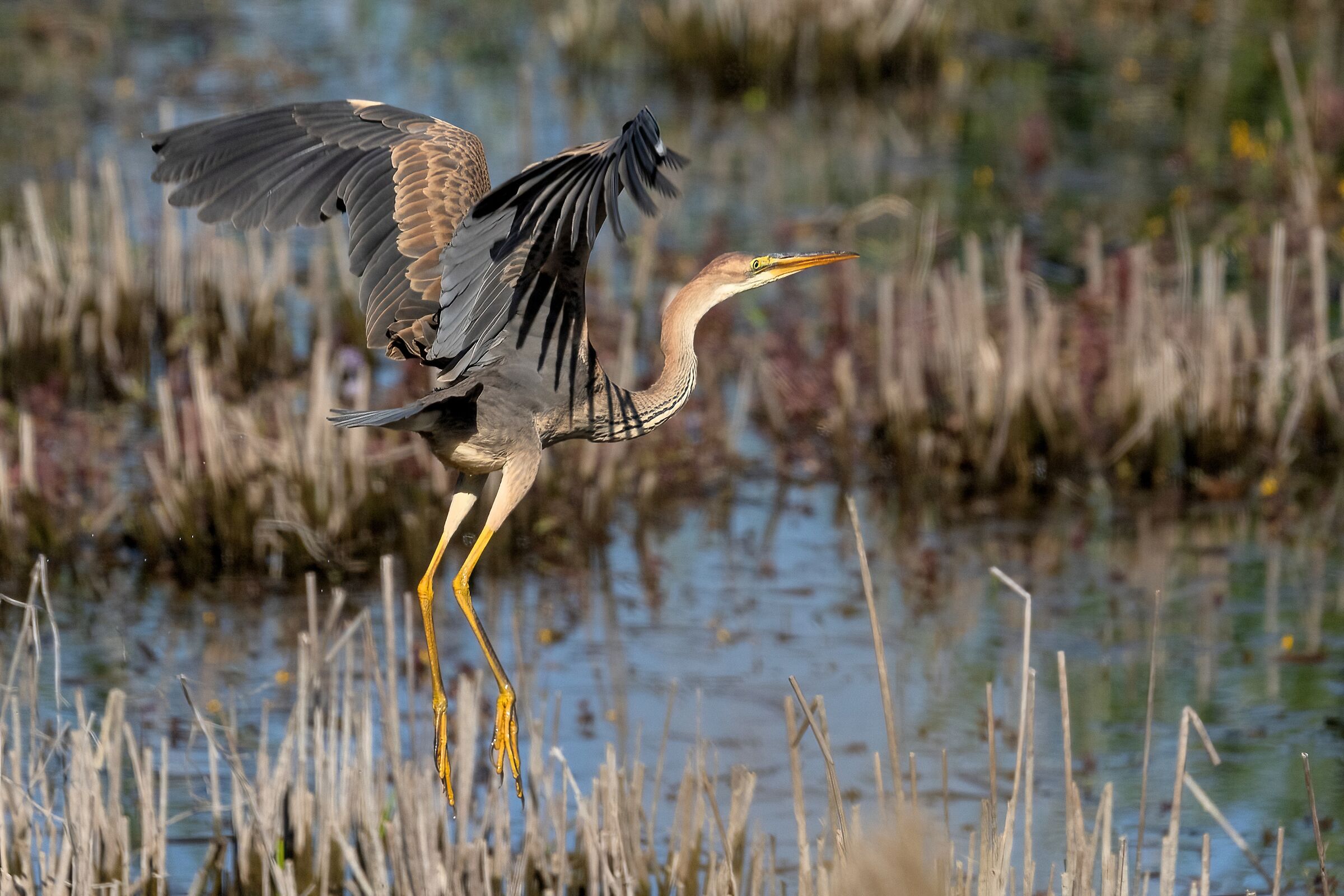 Purple Heron (Ardea purpurea)
