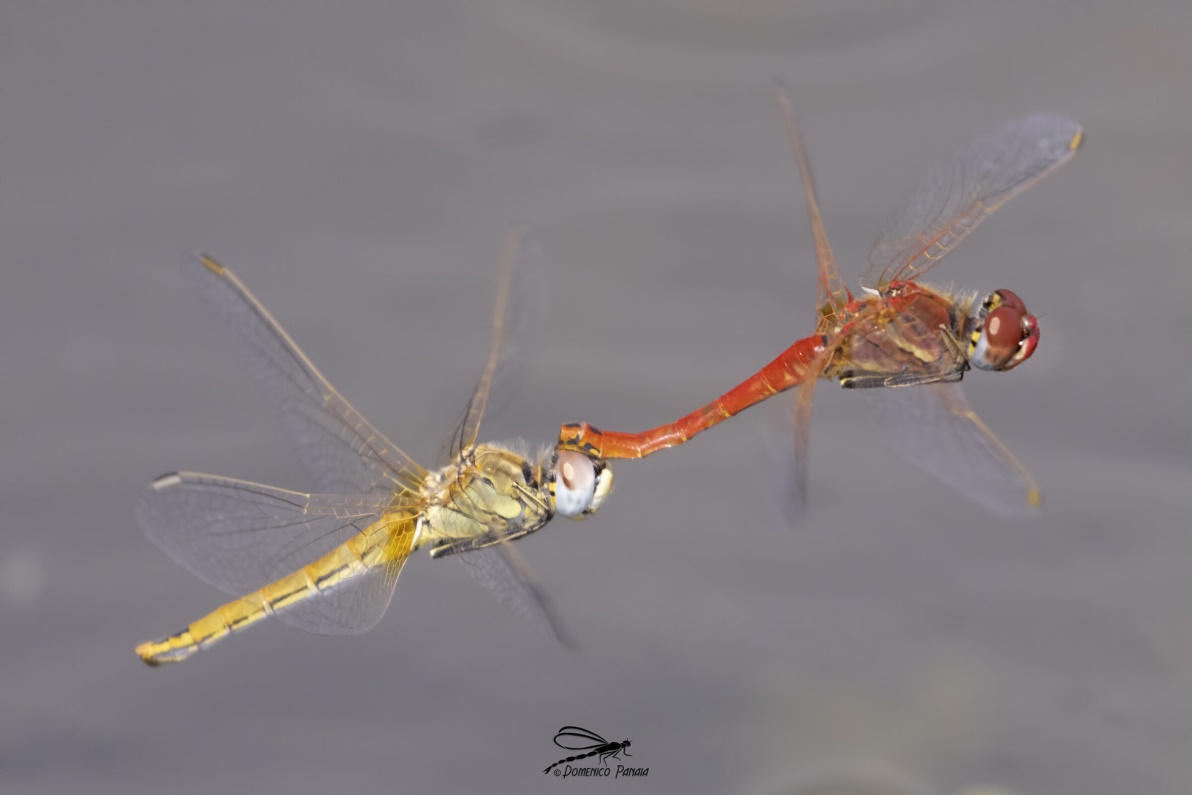 Sympetrum Fonscolombii
