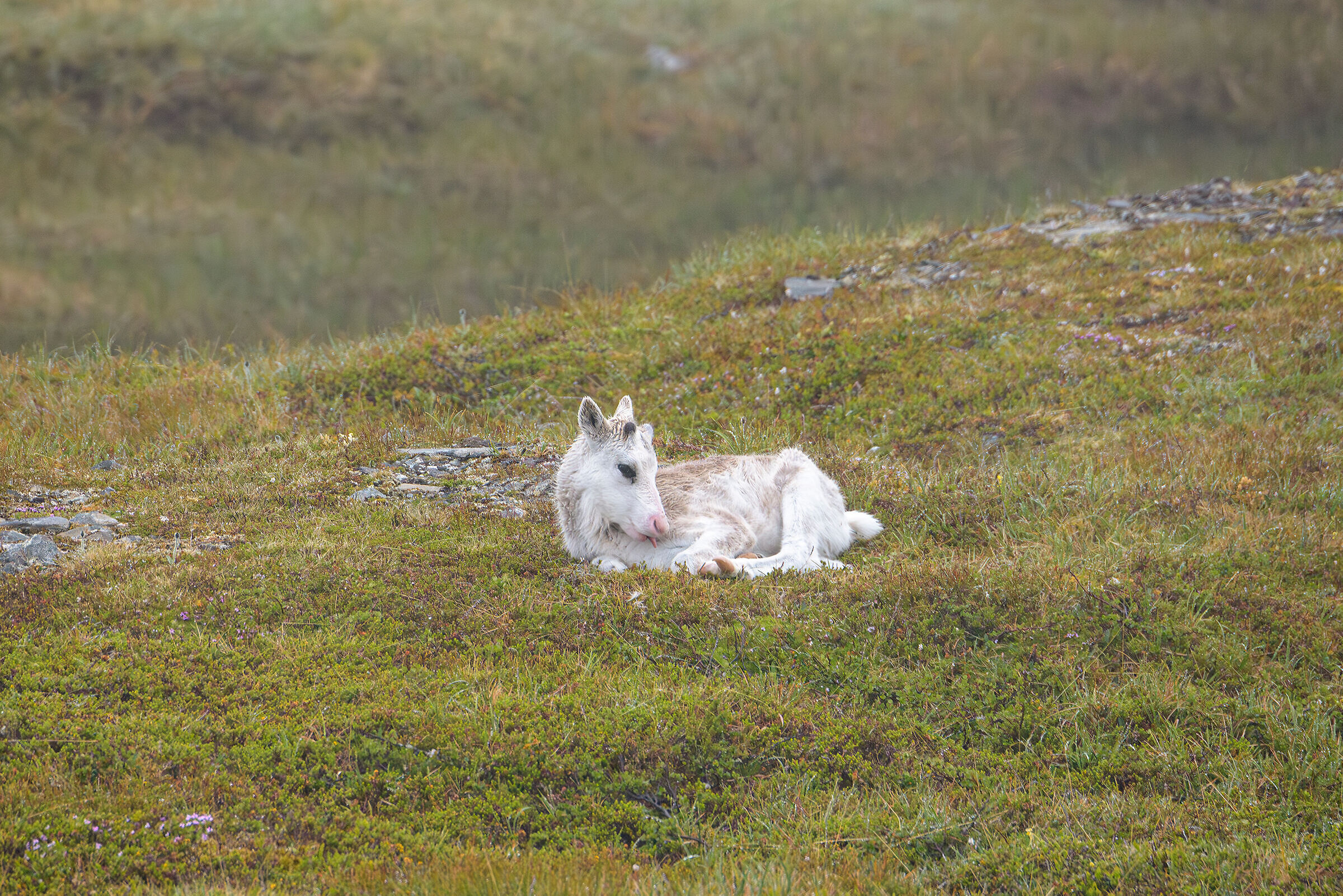 Irresistible reindeer cub