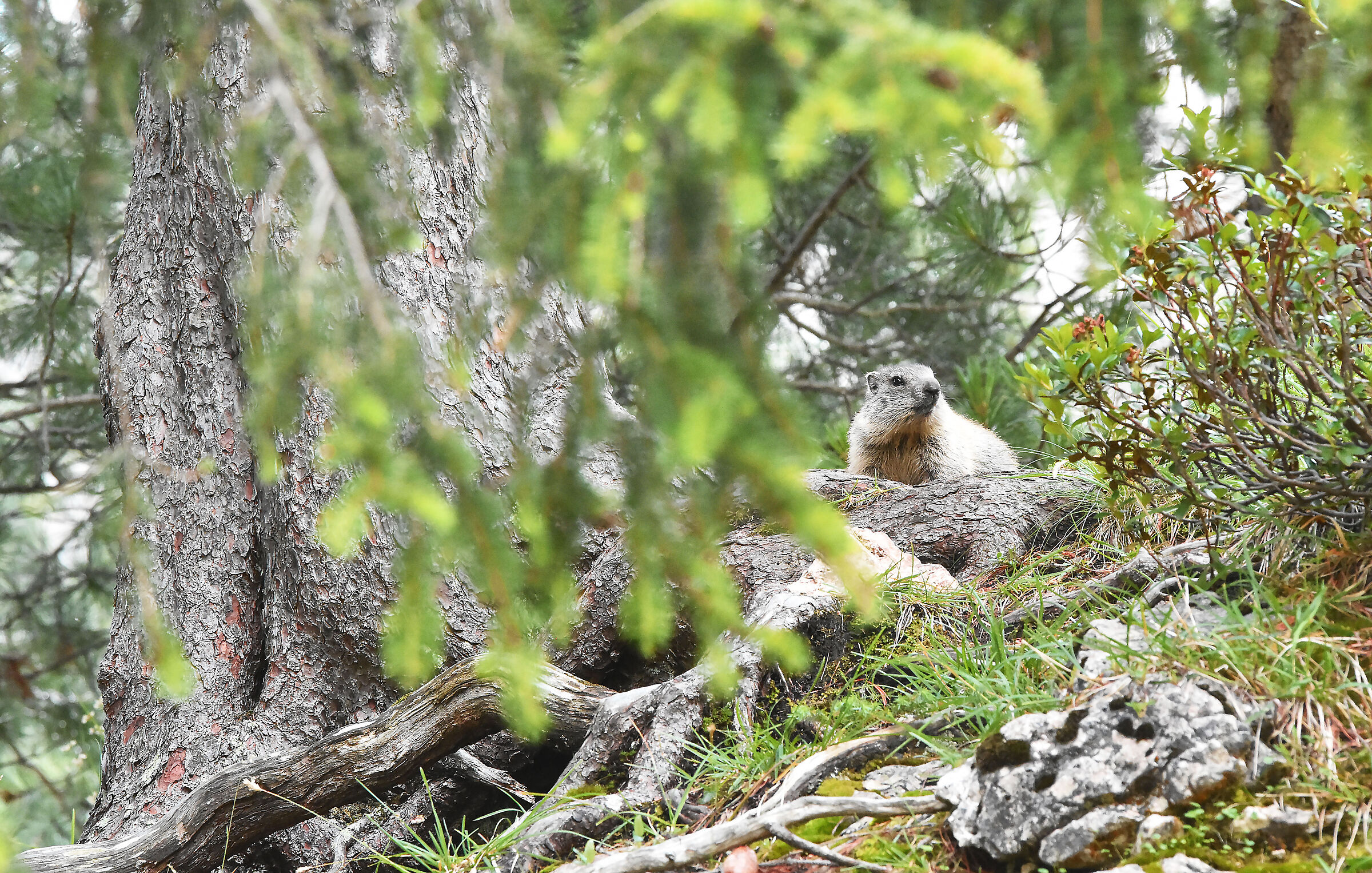 Piccole marmotte crescono