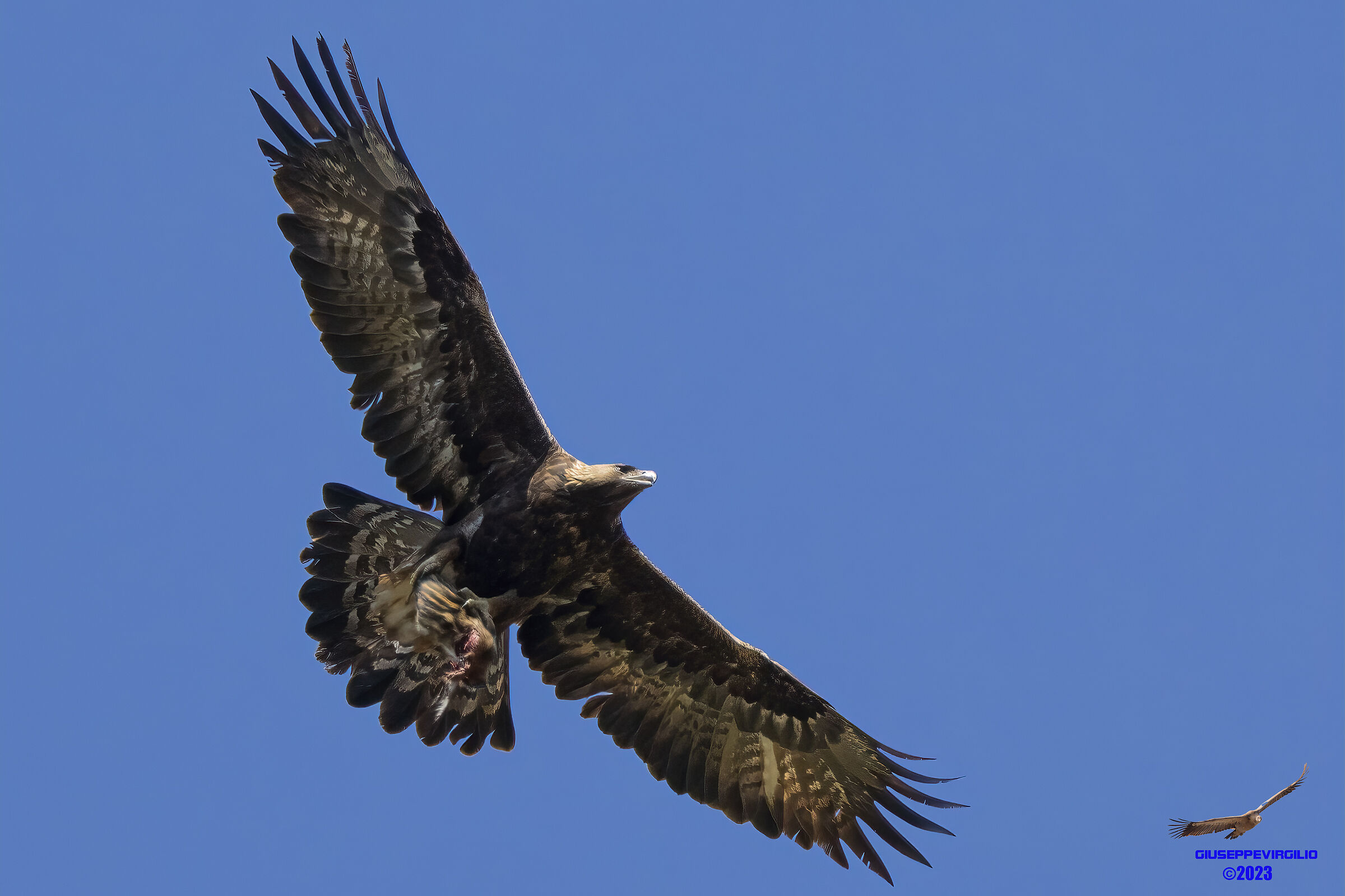 Golden Eagle (Central Sardinia) 2023