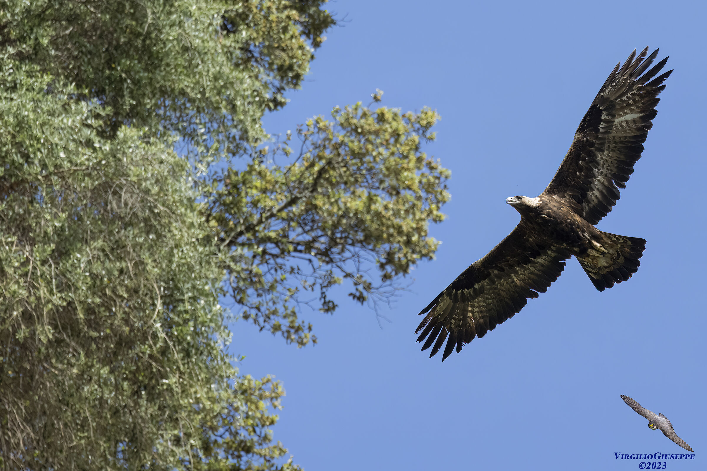 Golden Eagle (Central Sardinia) 2023