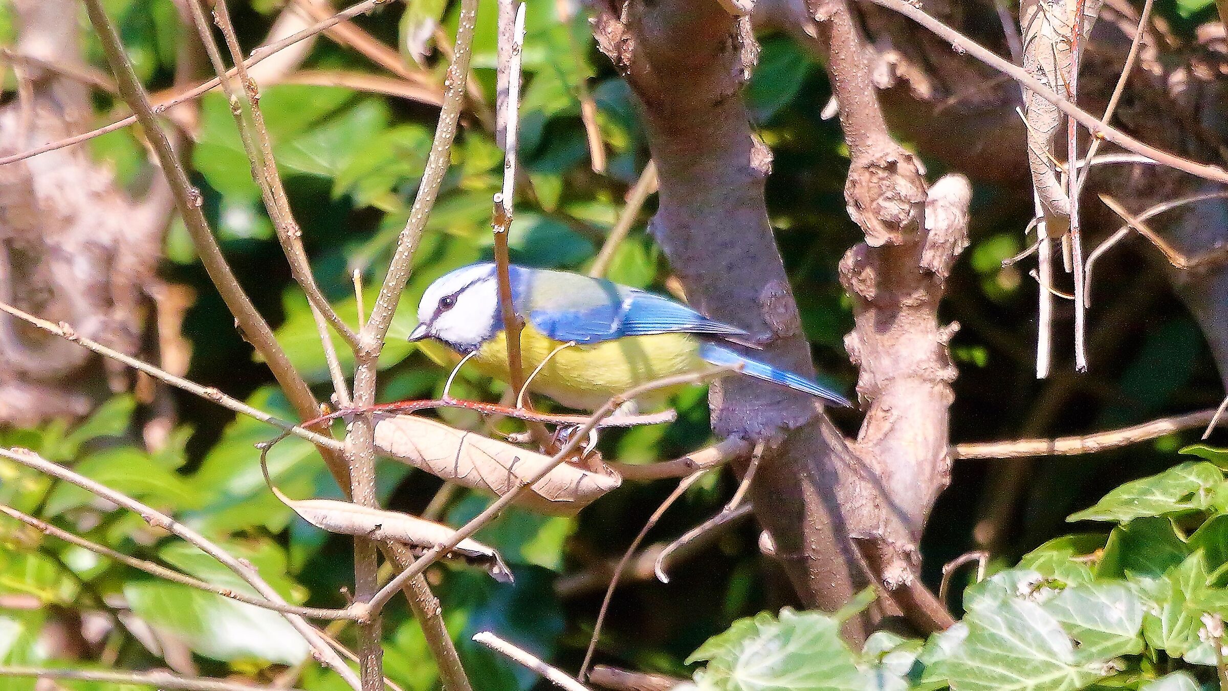 cinciarella 18 marzo 2023