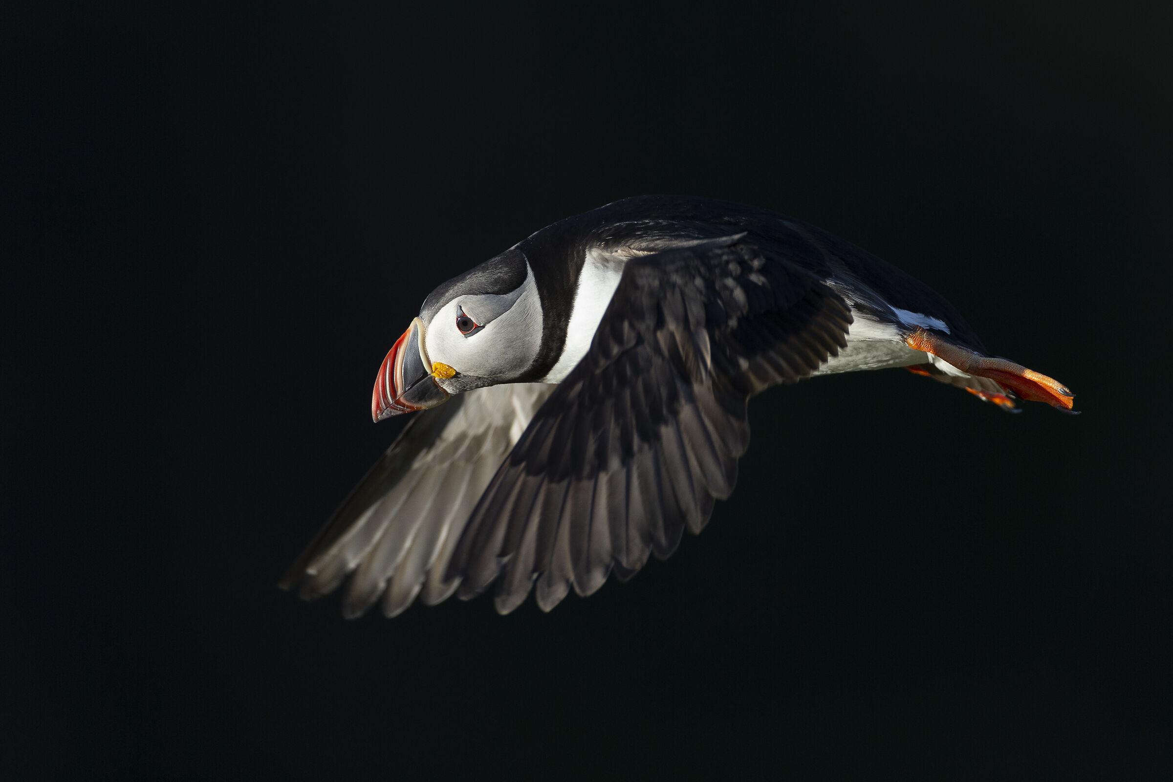 Pulcinella in flight