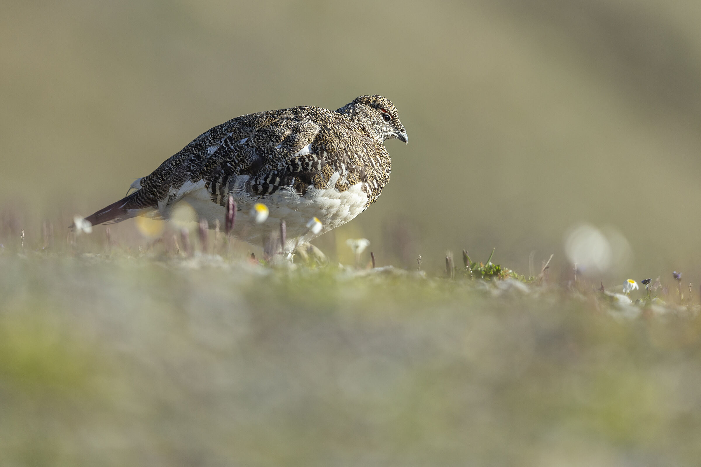 Ptarmigan, in the morning