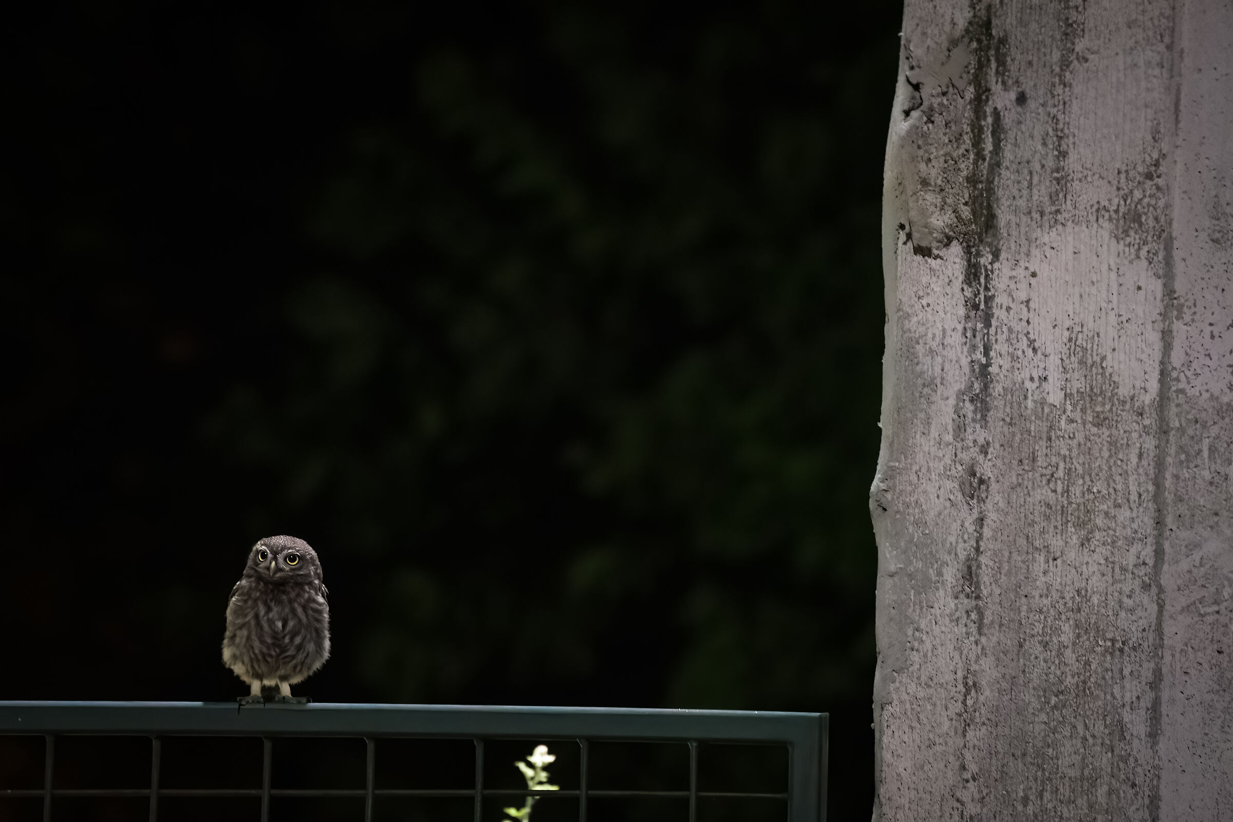 Owl in urban