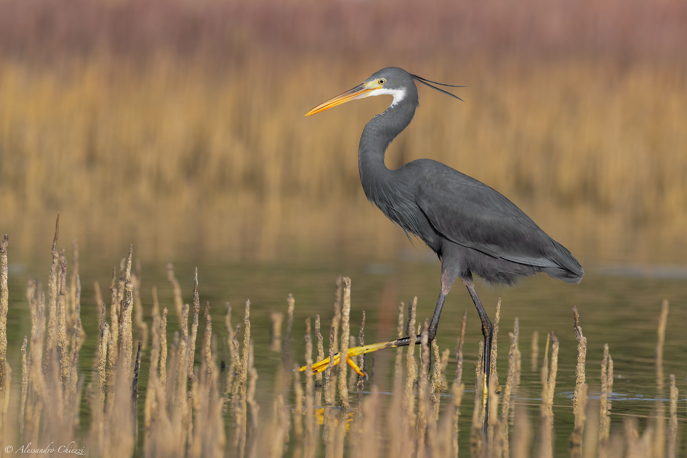 Le mangrovie dello schistaceo