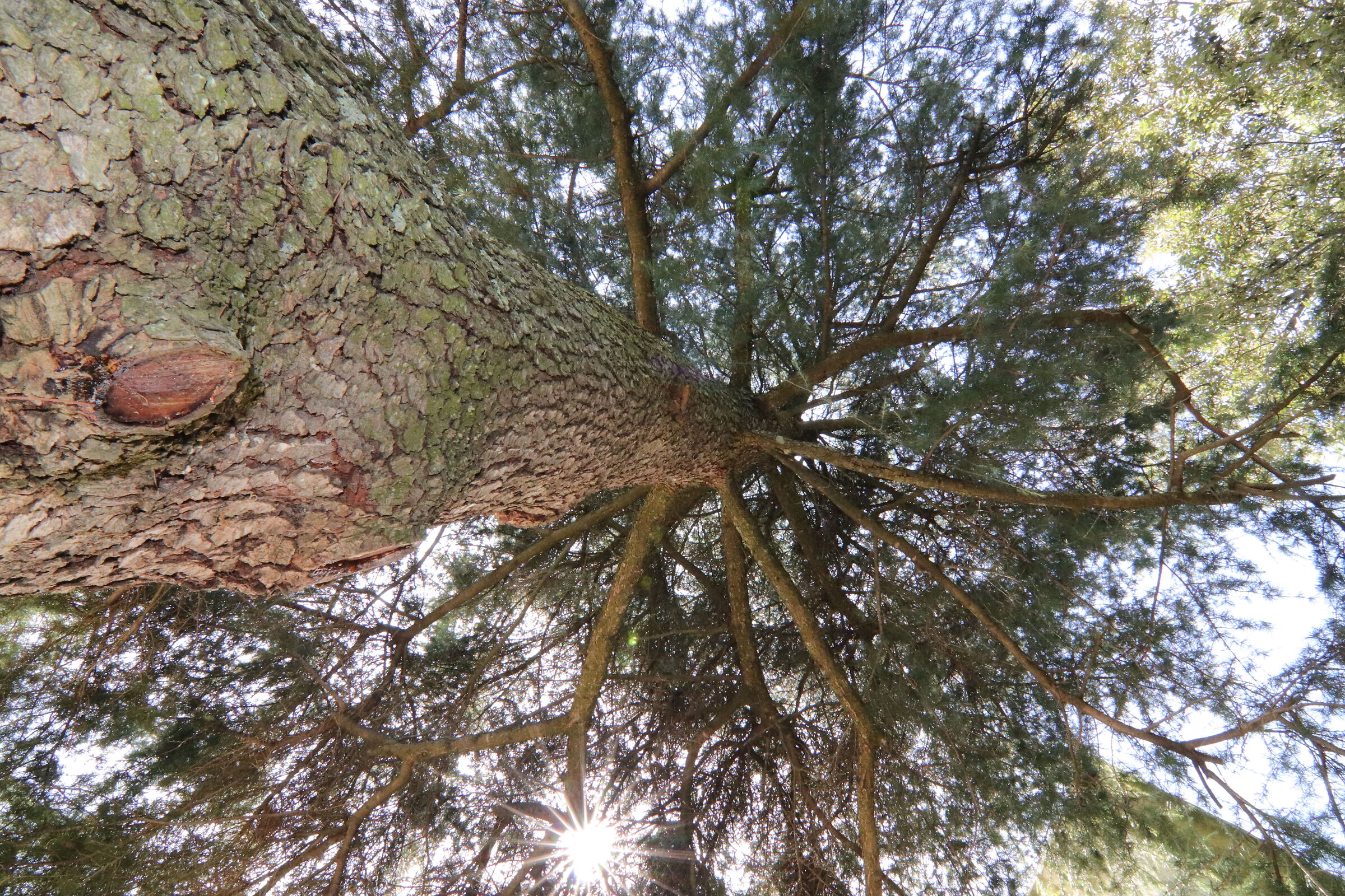 Shooting from below with flash.
