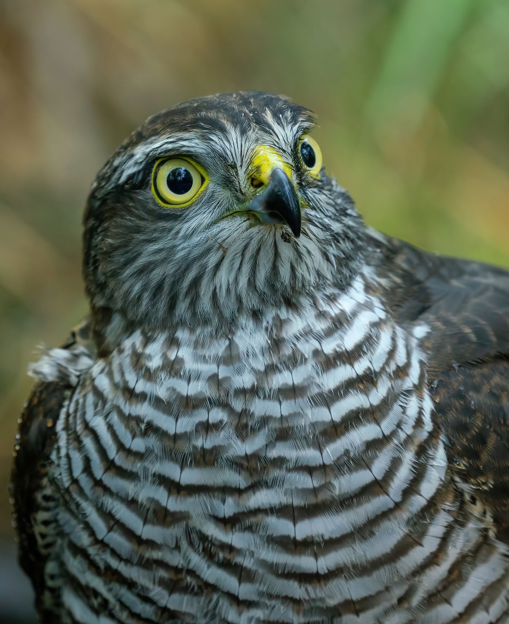 Nearby neighbors - Sparrowhawk