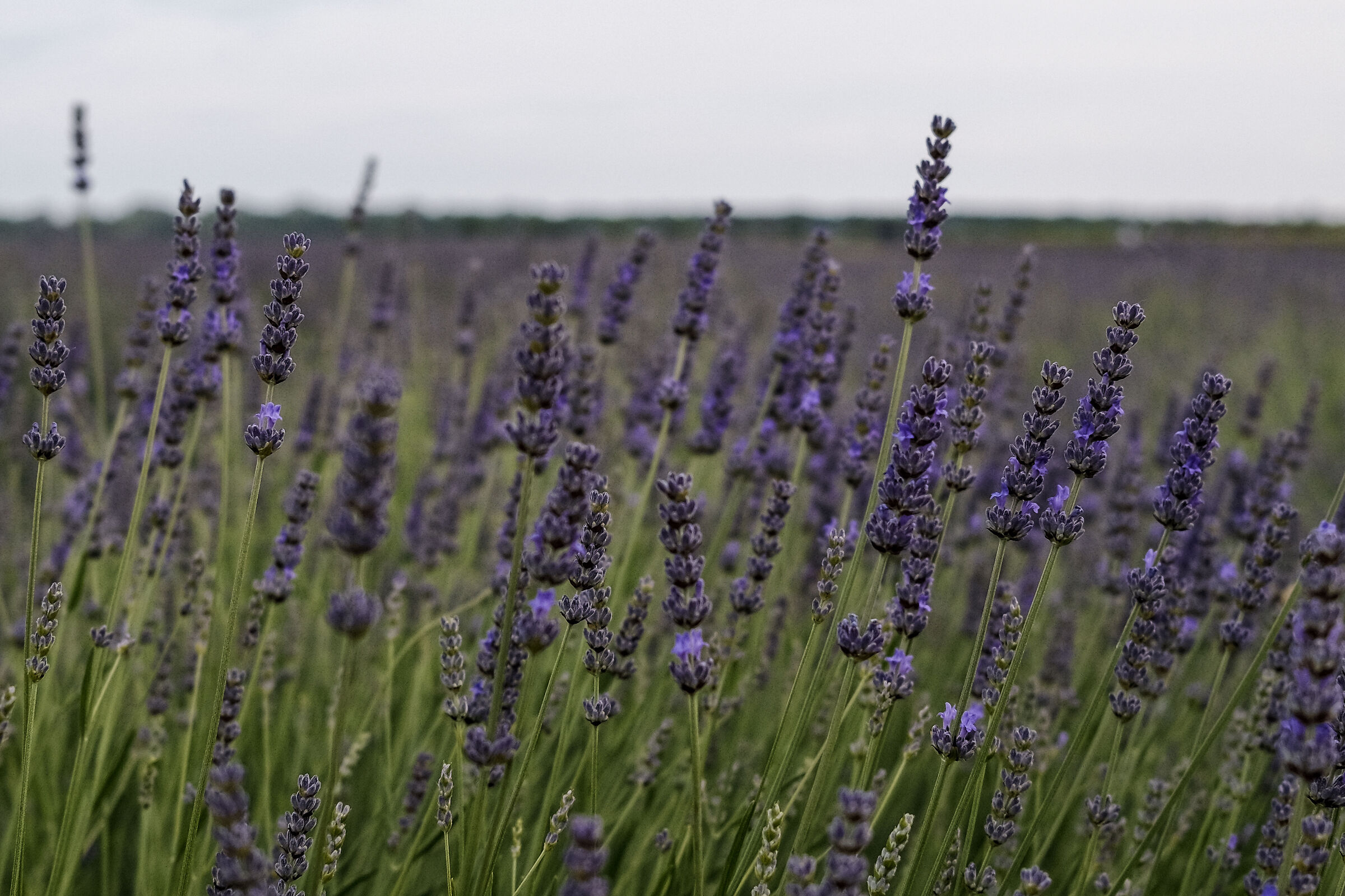 Lavanda
