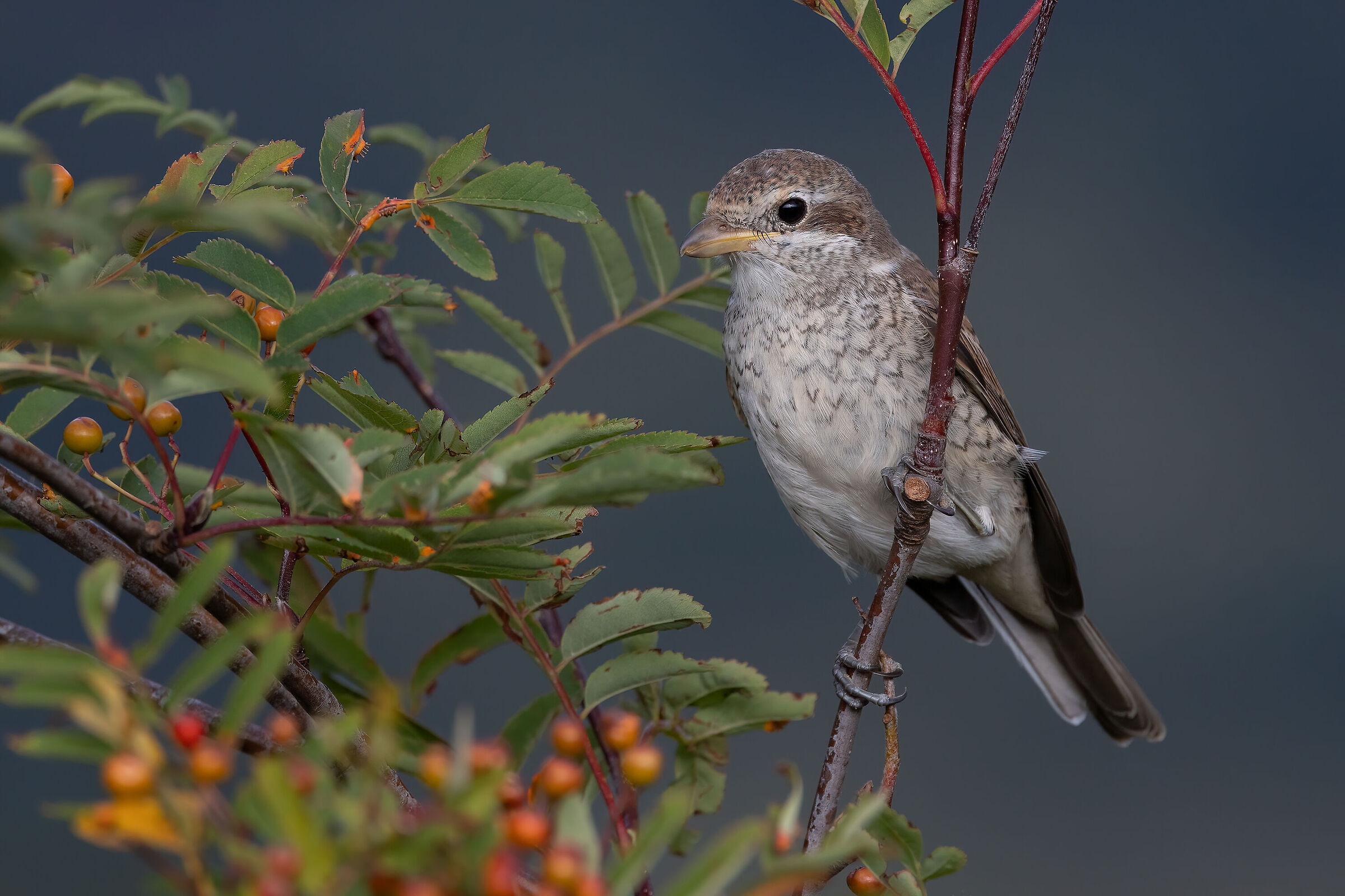 Avèrla piccola femmina